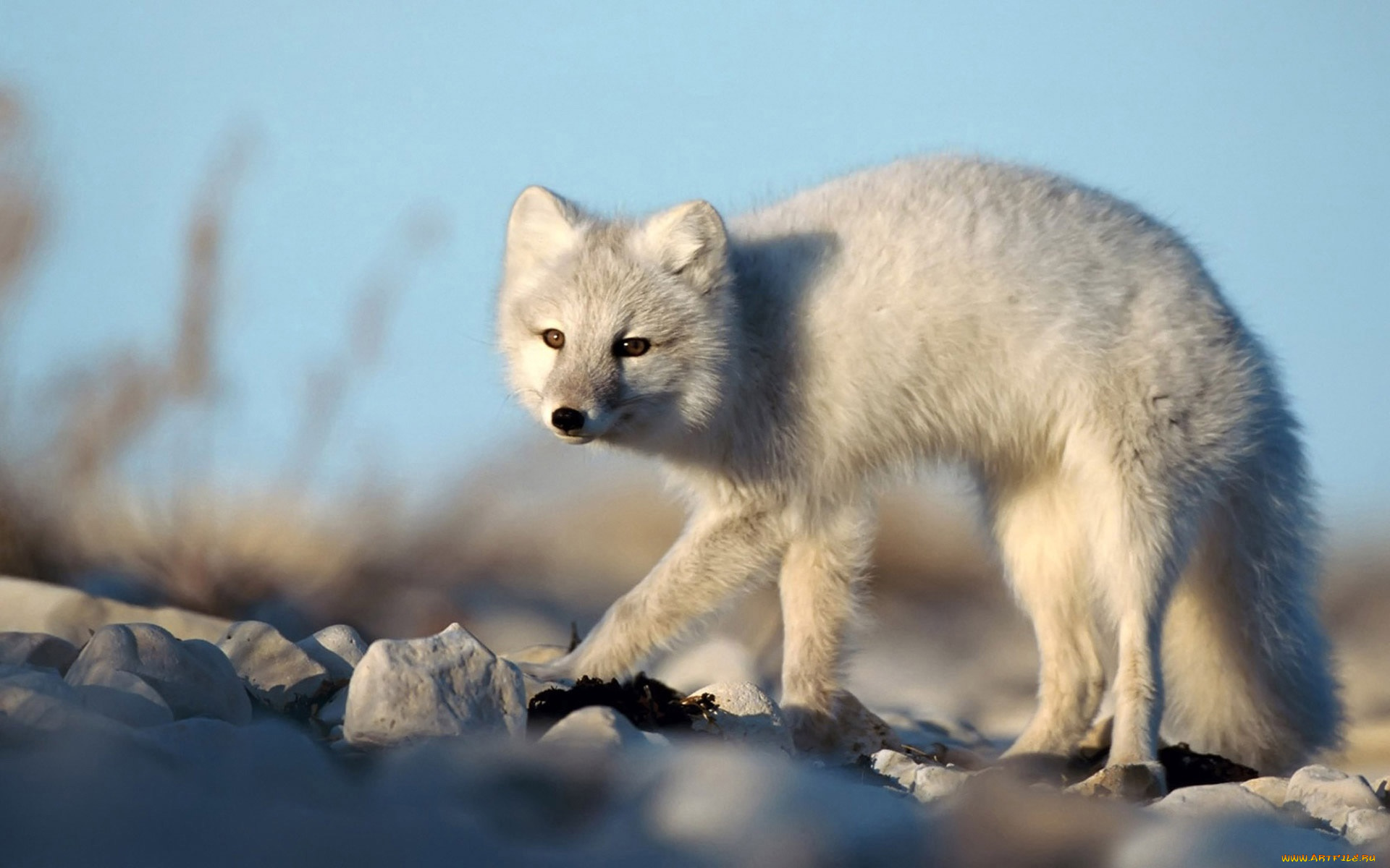 vulpe, polara, животные, песцы