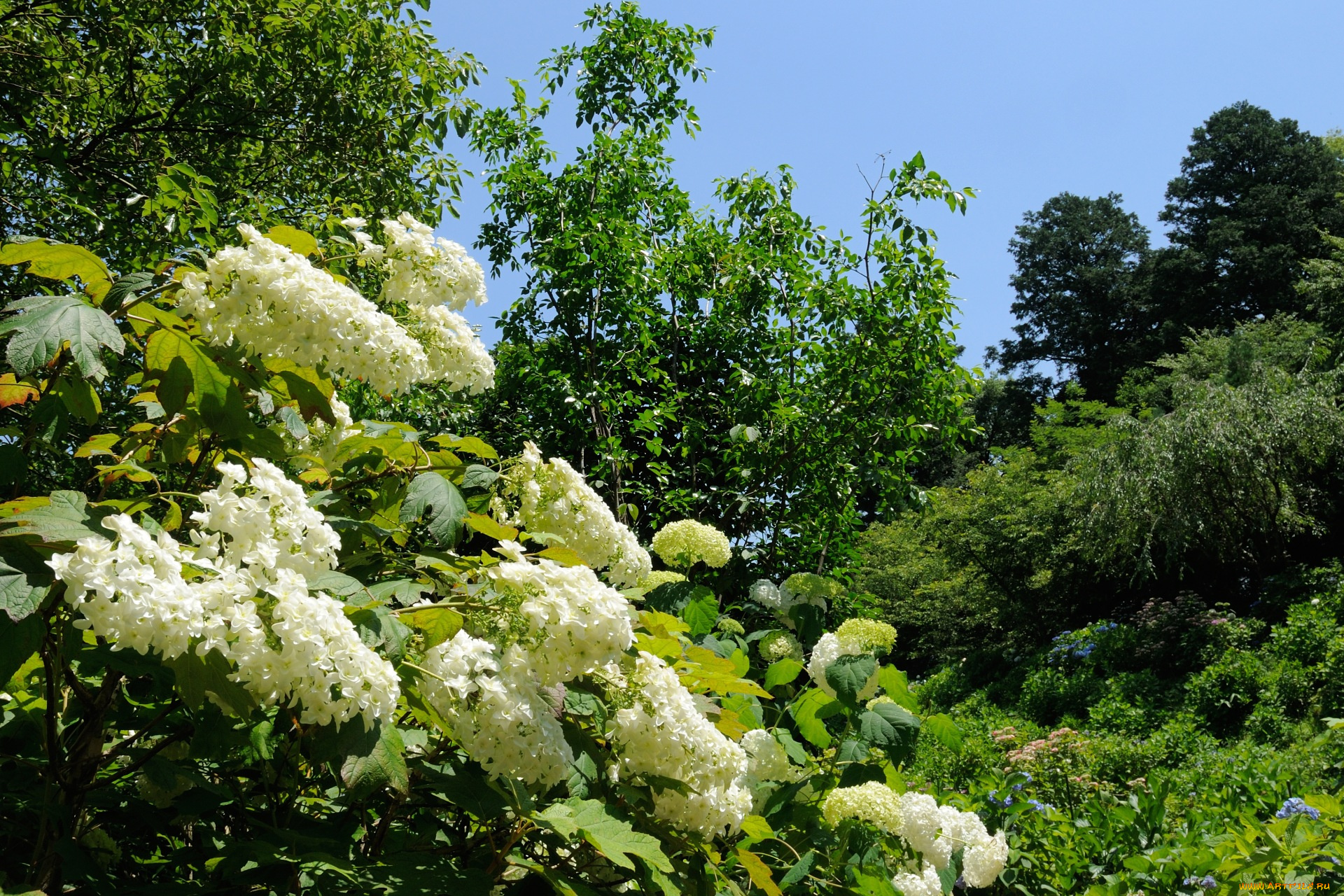 цветы, гортензия