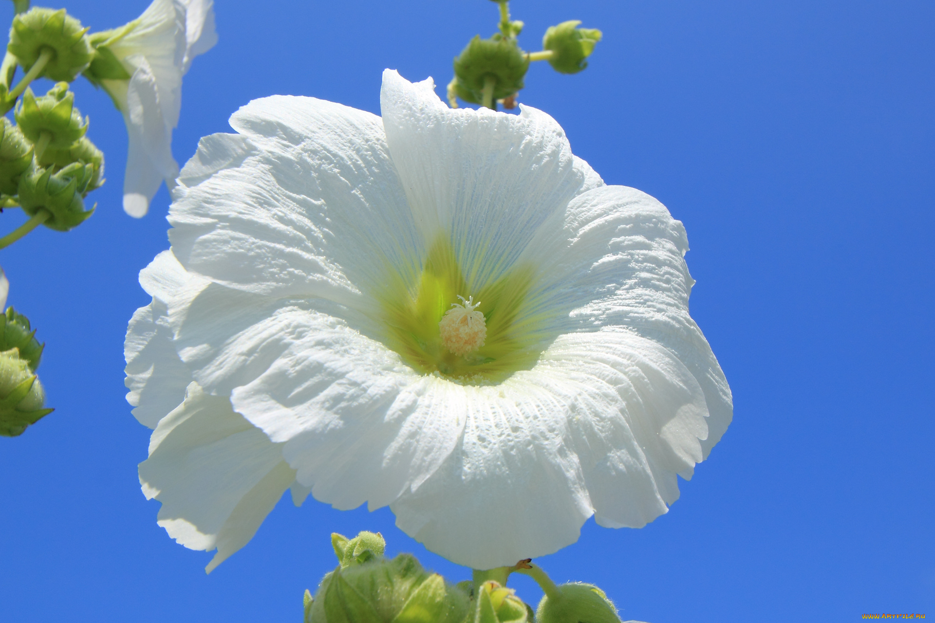 цветы, мальвы, цветок, небо