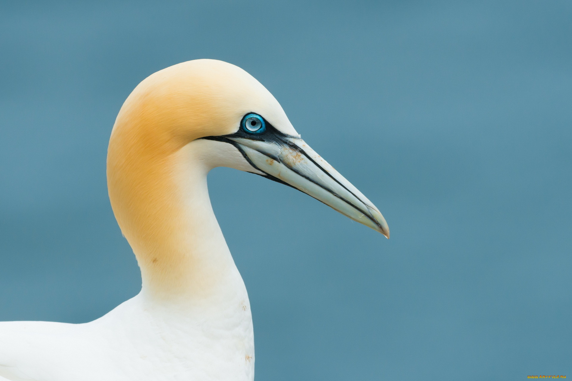 животные, олуши, птица, фон