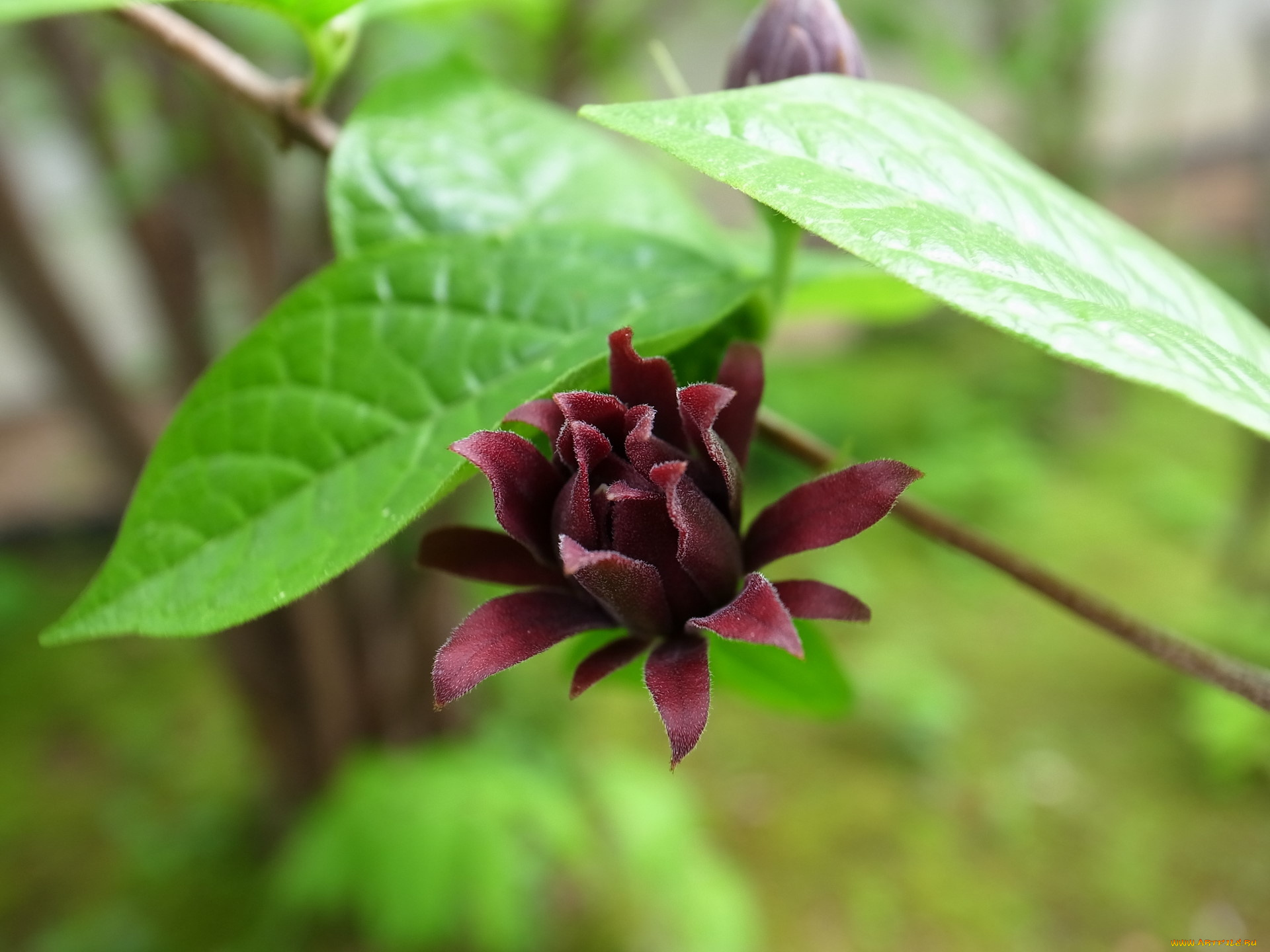 цветы, цветущие, деревья, кустарники, цветок