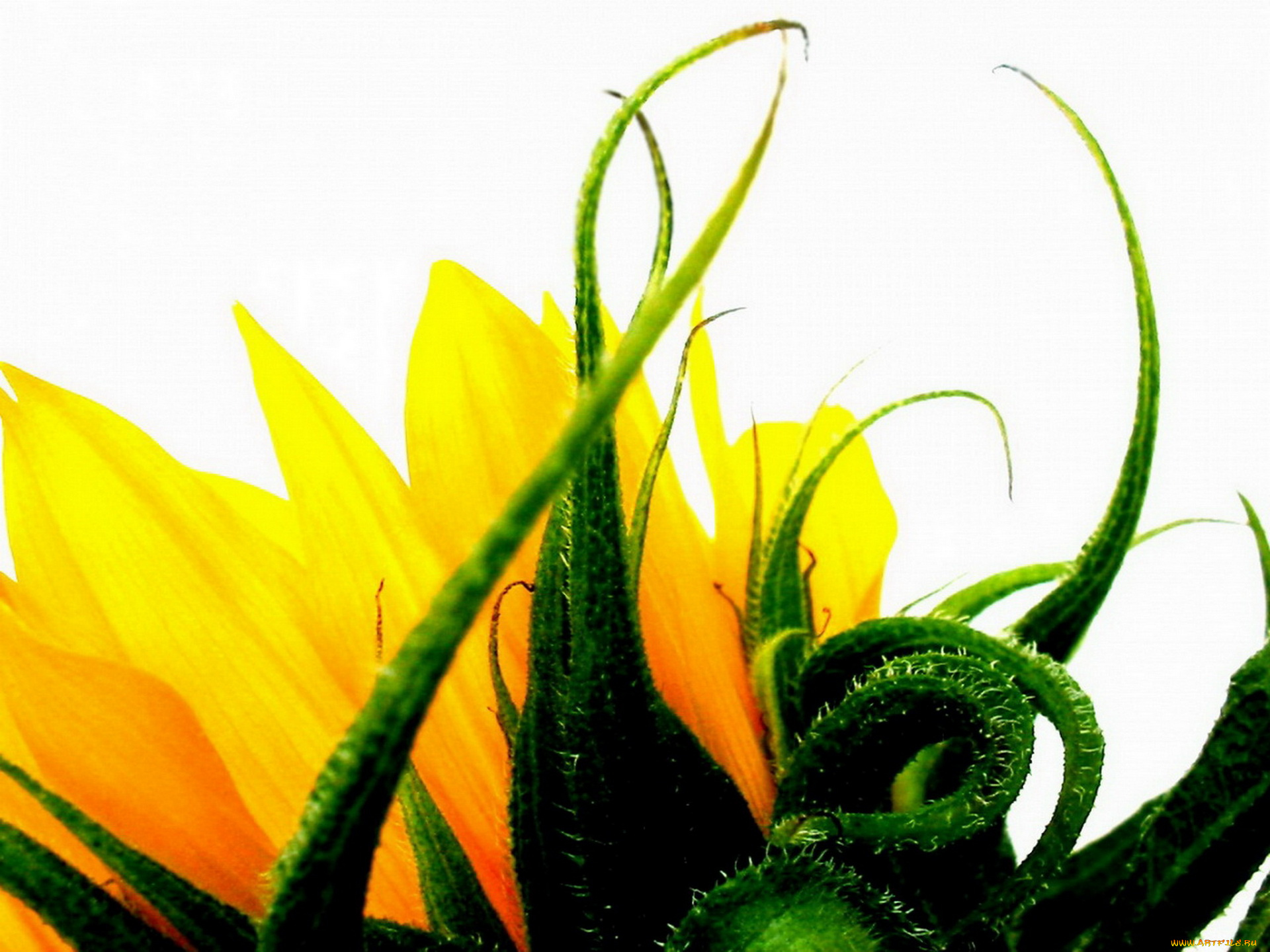 цветы, подсолнухи, подсолнух