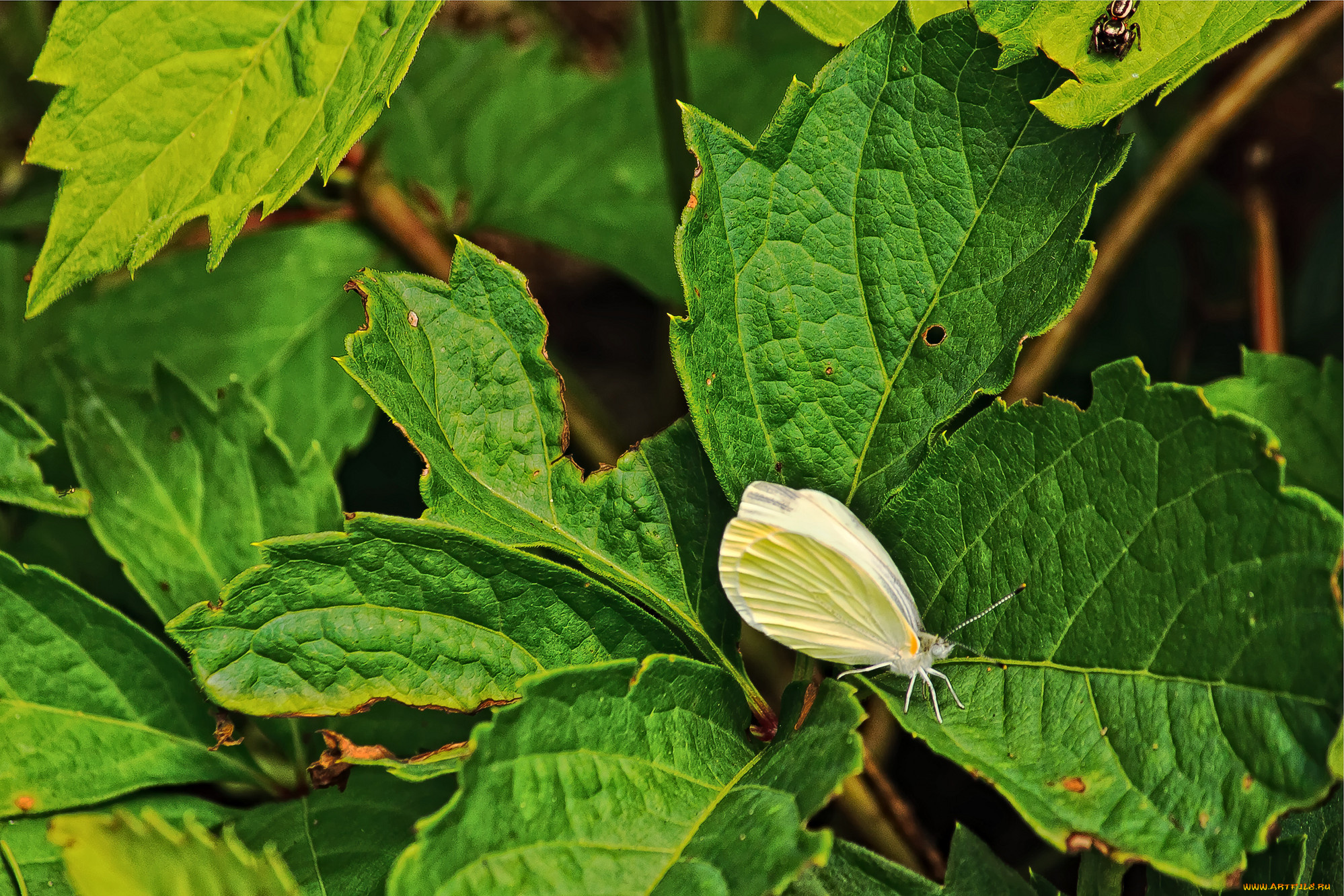 животные, бабочки, листья, паучок, бабачка