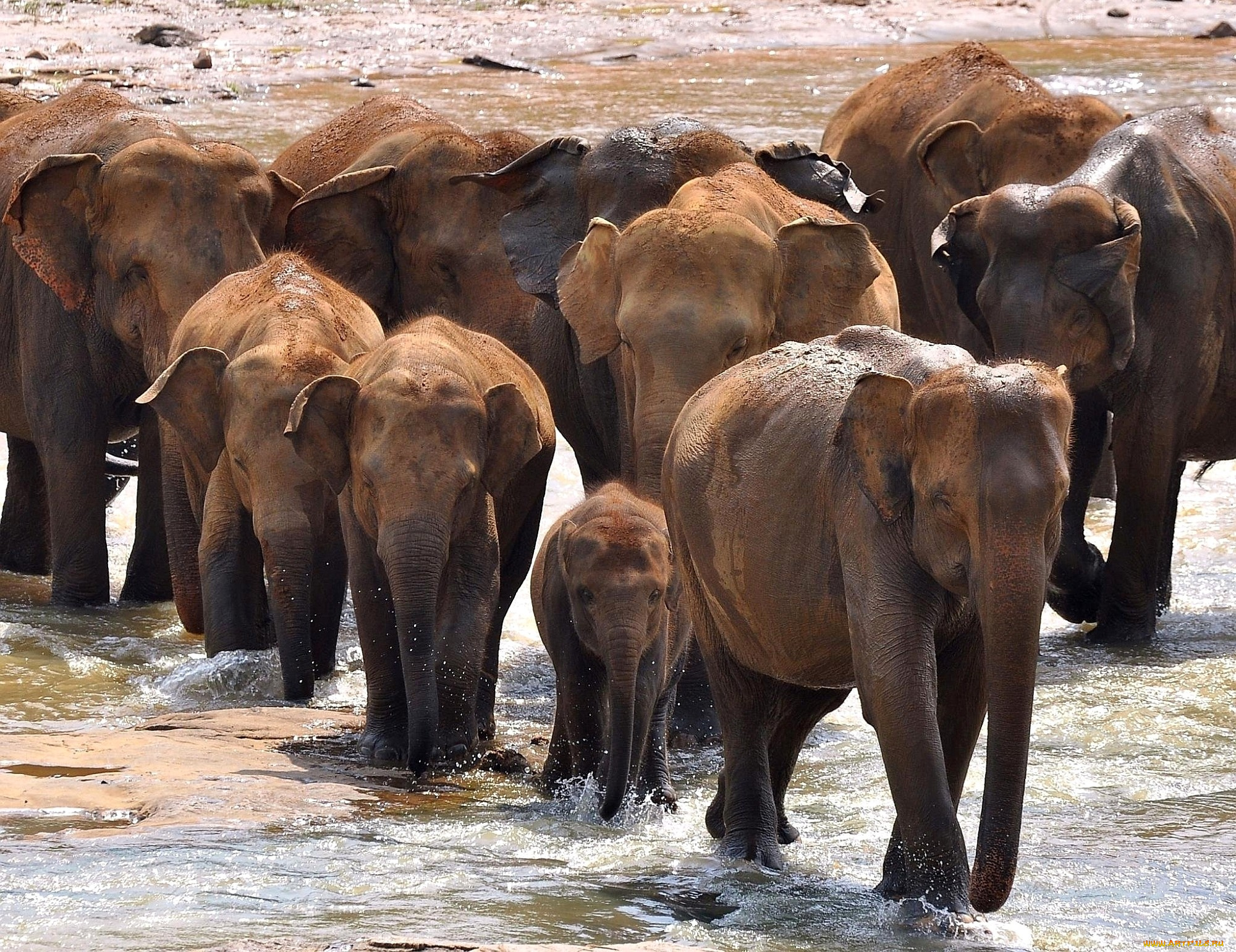 животные, слоны, стадо, хоботы
