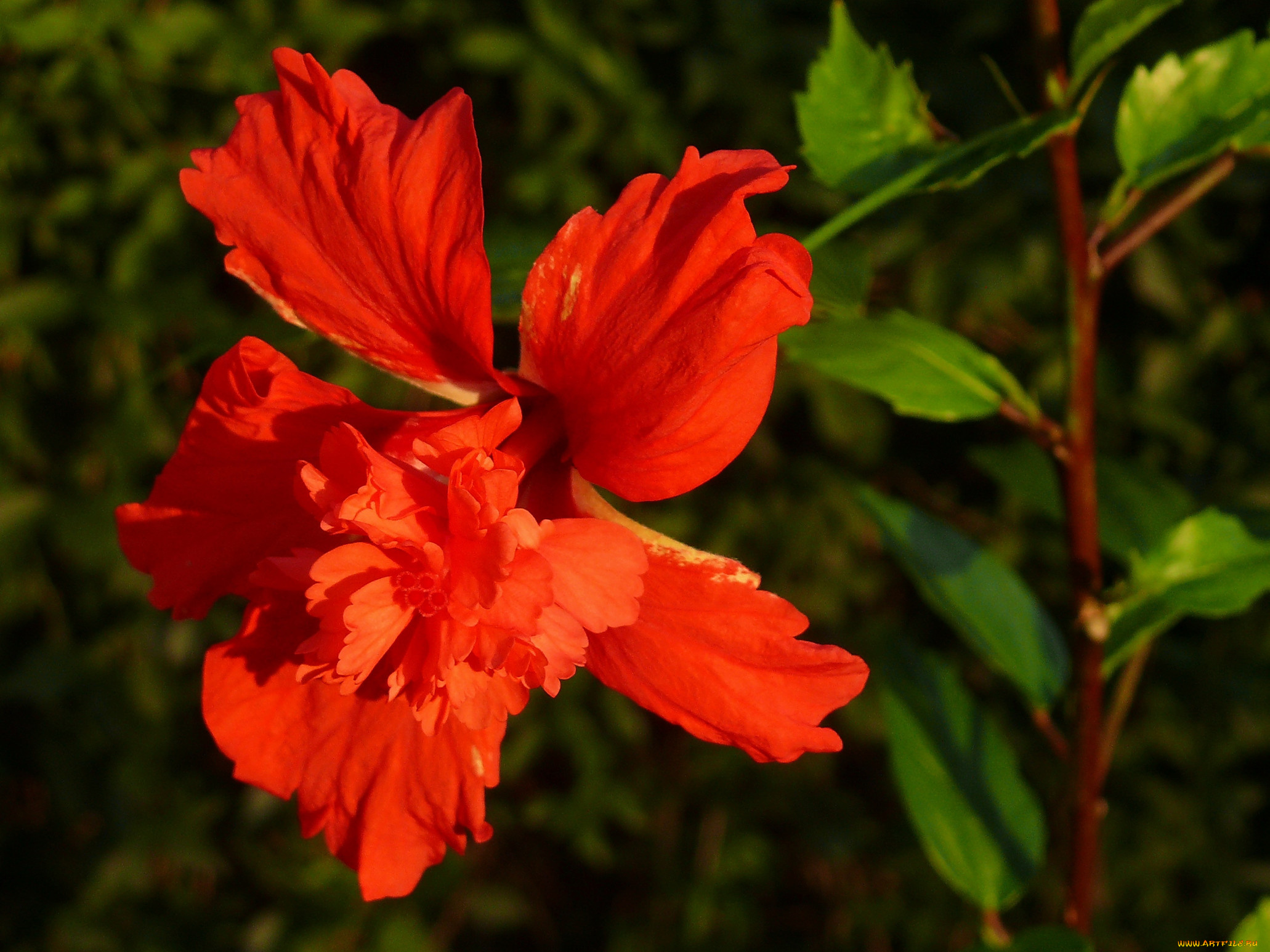 цветы, гибискусы, красный