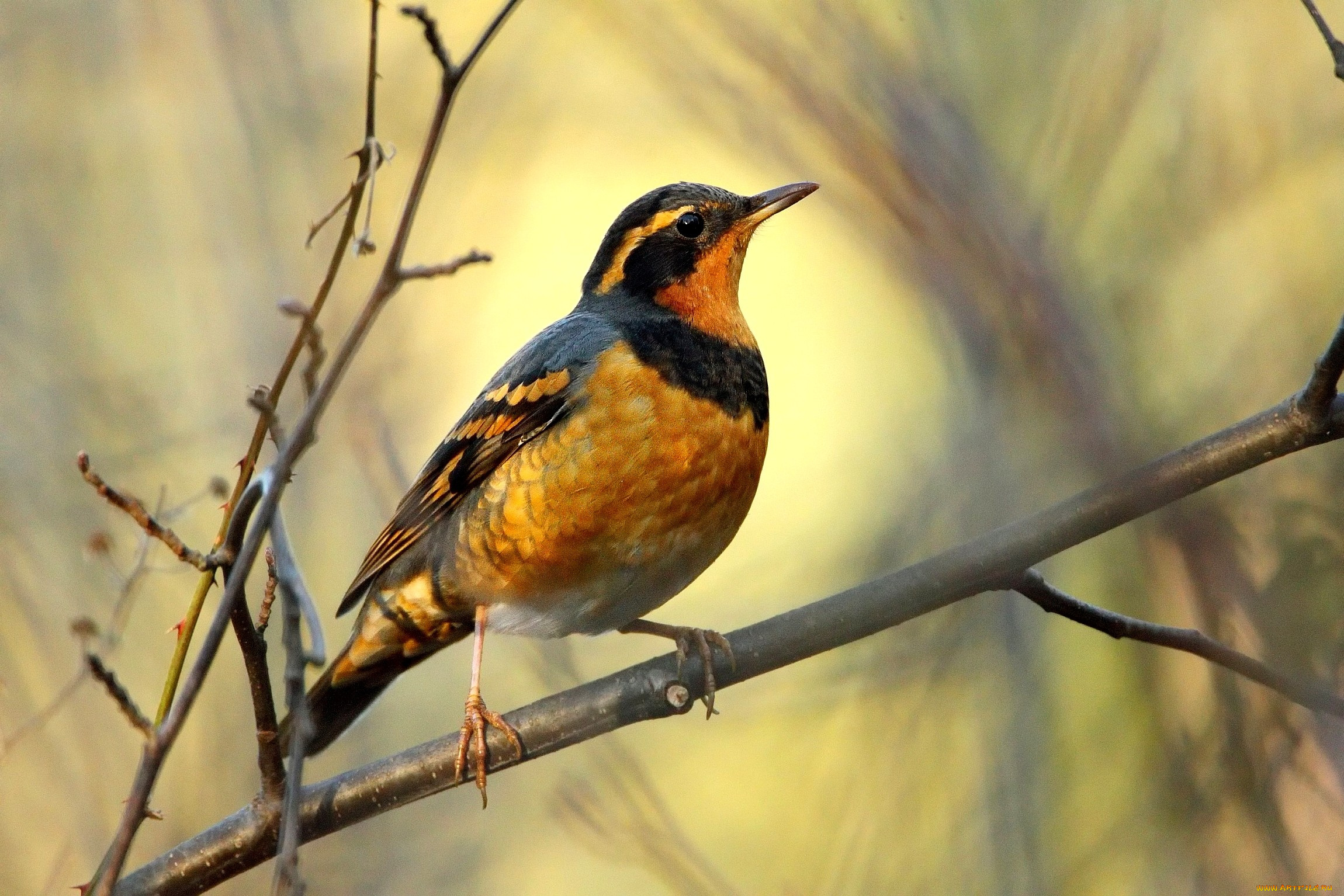 животные, птицы, перья, ветка
