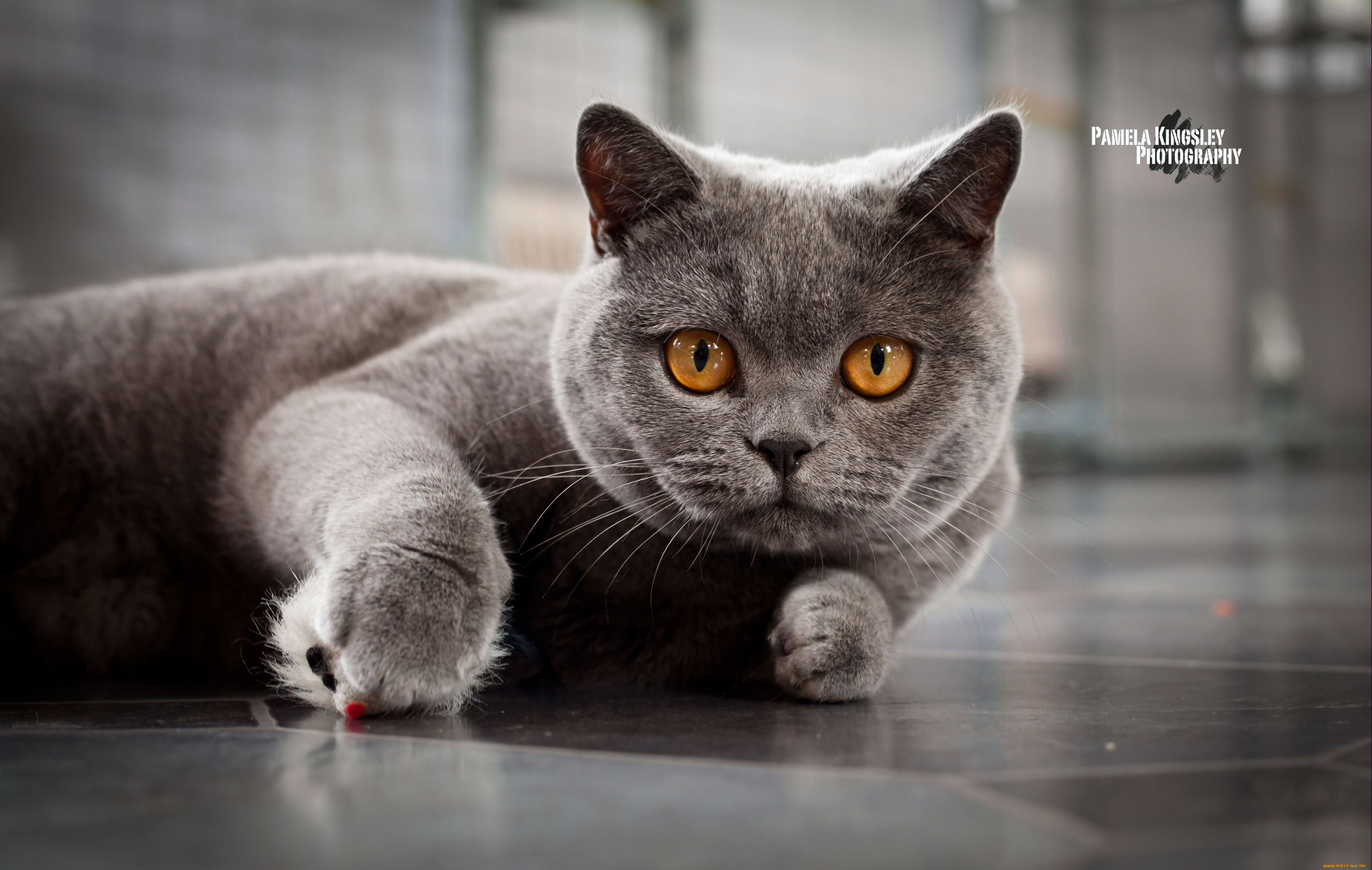 животные, коты, взгляд