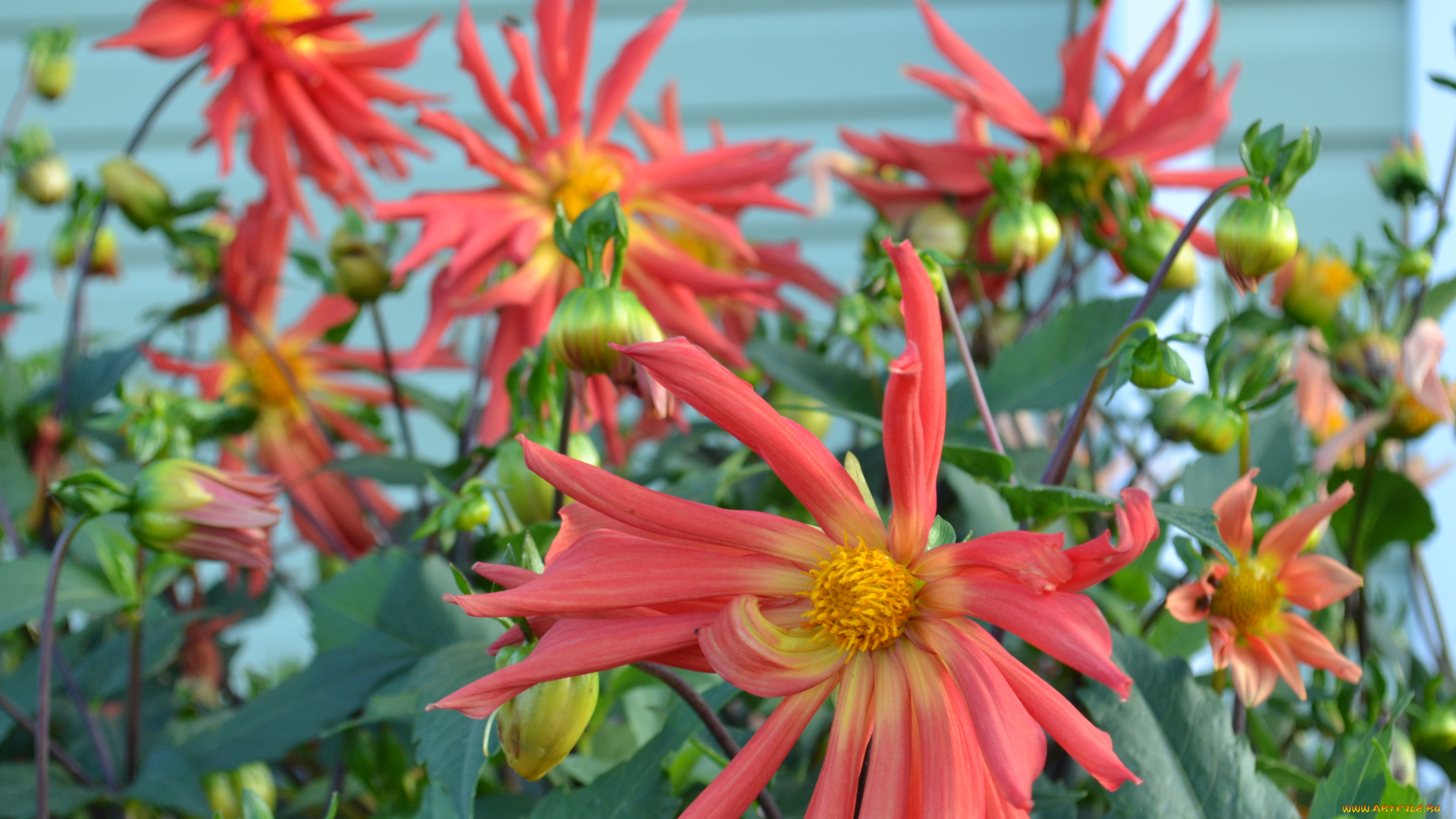 цветы, георгины, сад, бутоны