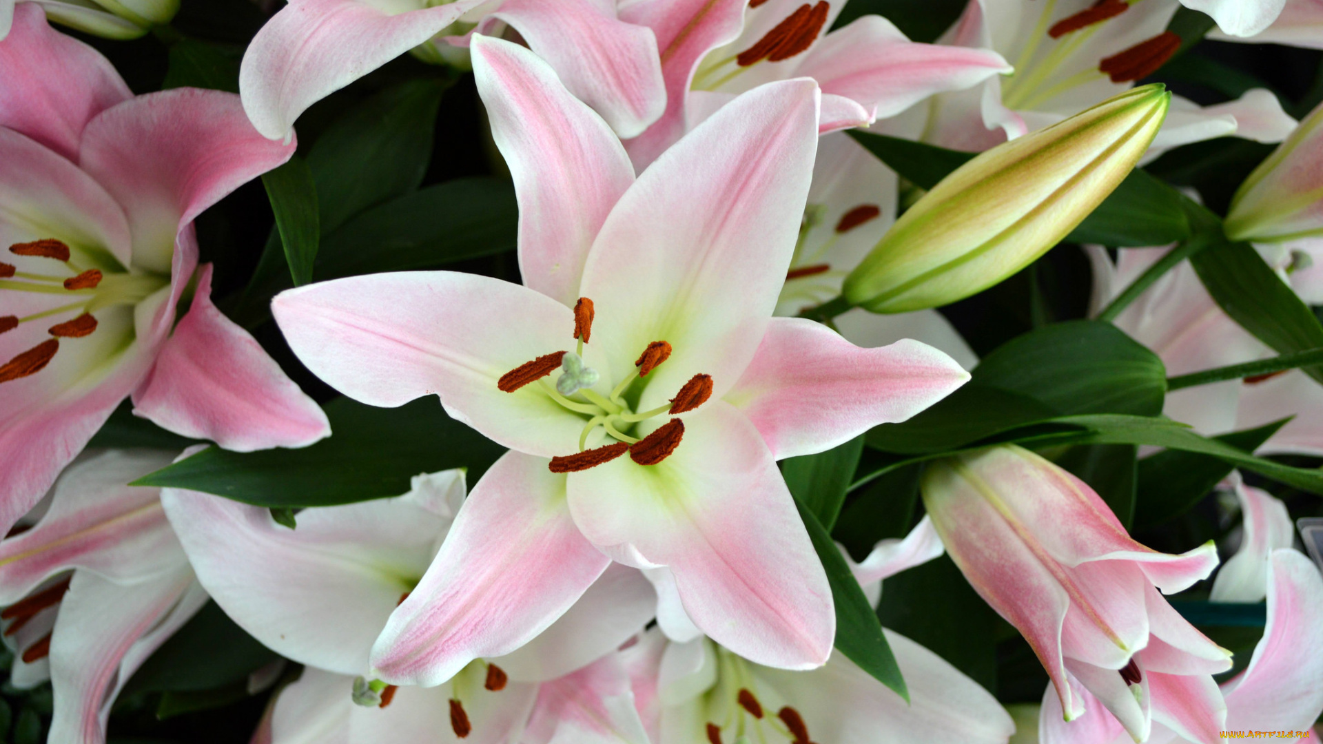 цветы, лилии, , лилейники, бутоны, букет, нежность, розовый