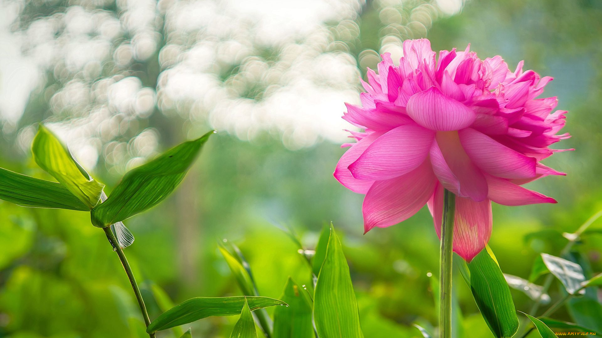 цветы, лотосы, блики, листья, растения, лотос, розовый, цветок