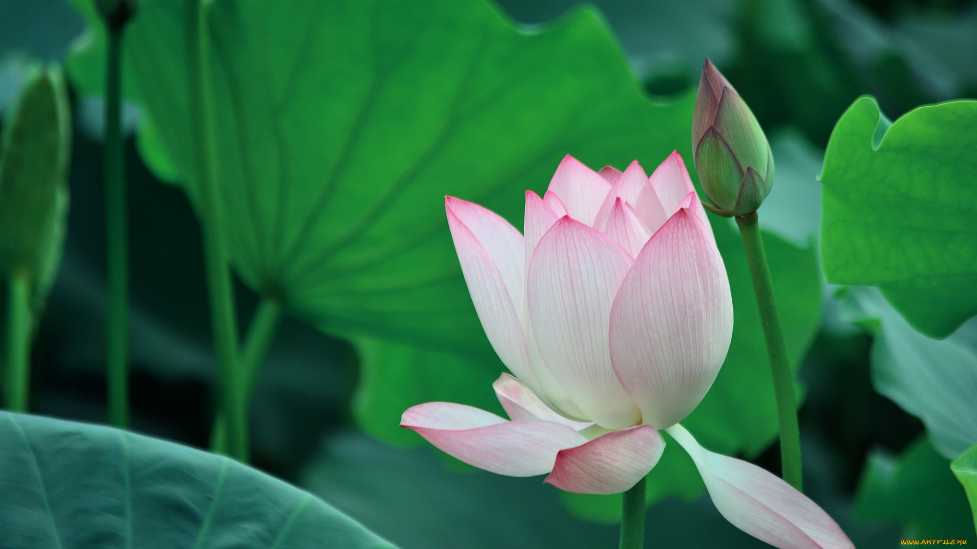 цветы, лотосы, фон, лепестки