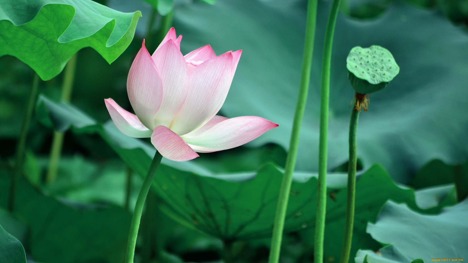 цветы, лотосы, фон, лепестки