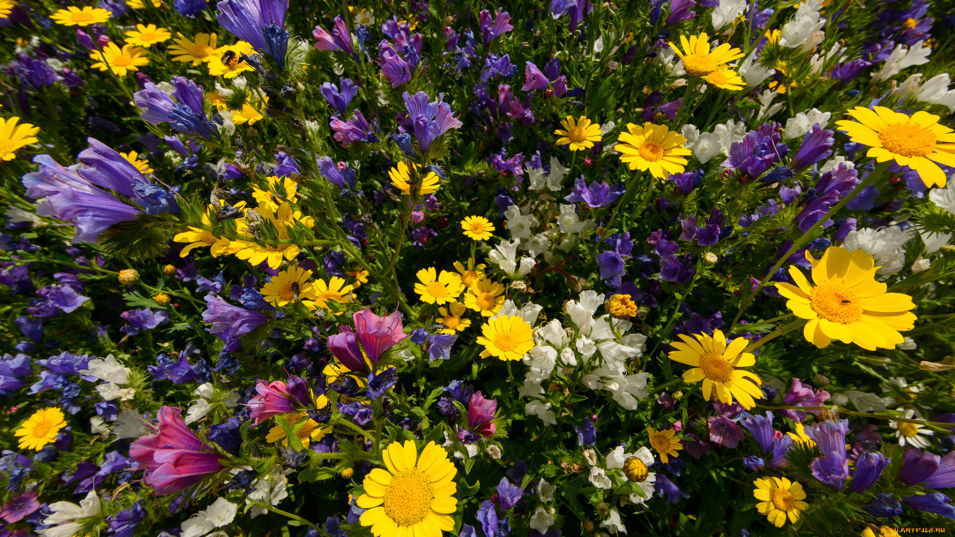 цветы, луговые, , полевые, , цветы, лето, макро, луг