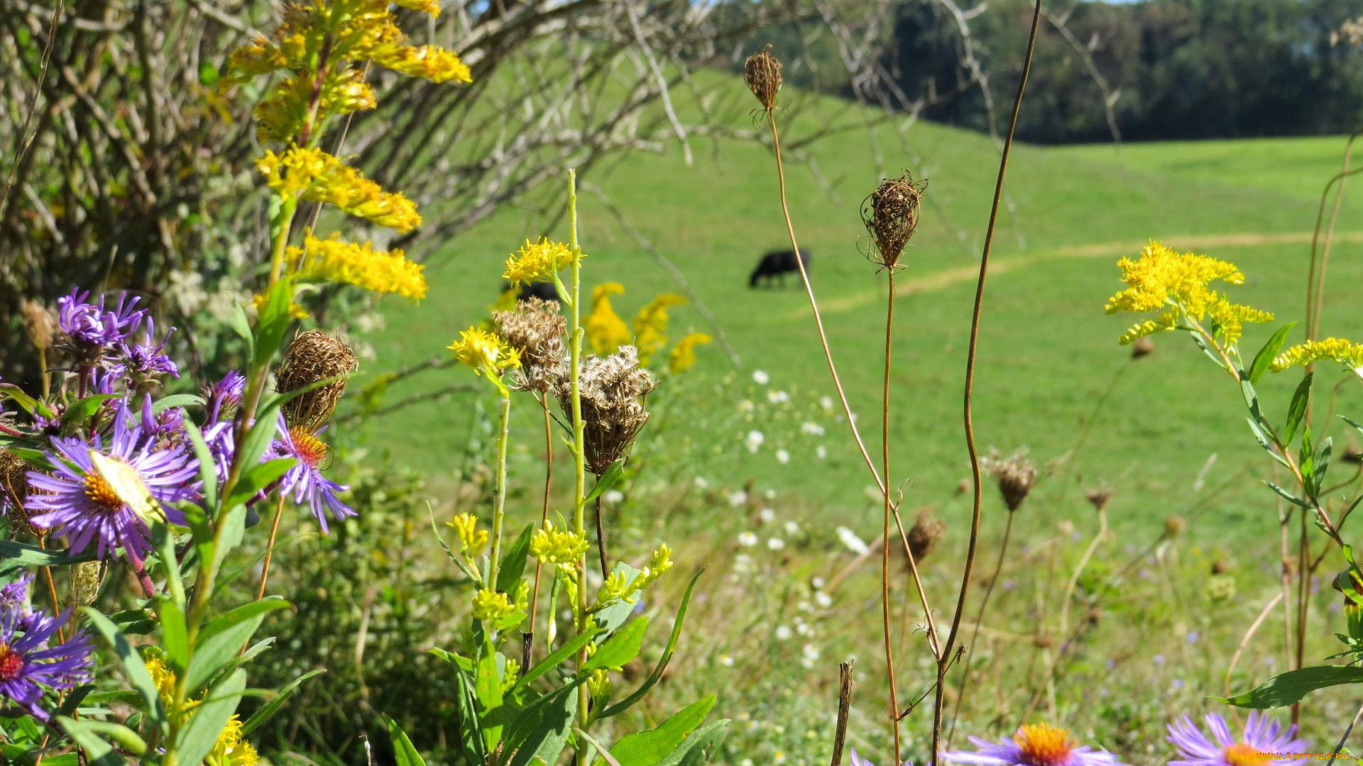 цветы, луговые, , полевые, , цветы, травы, роща, тропинка, луг, куст