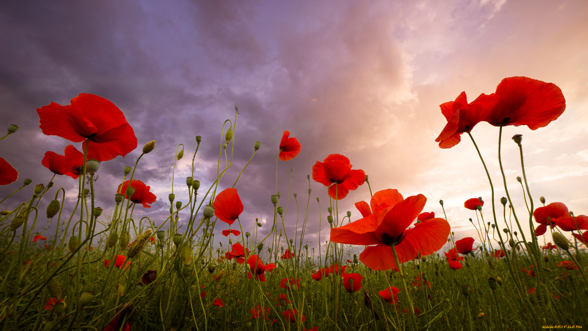 цветы, маки, красный, мак, лето