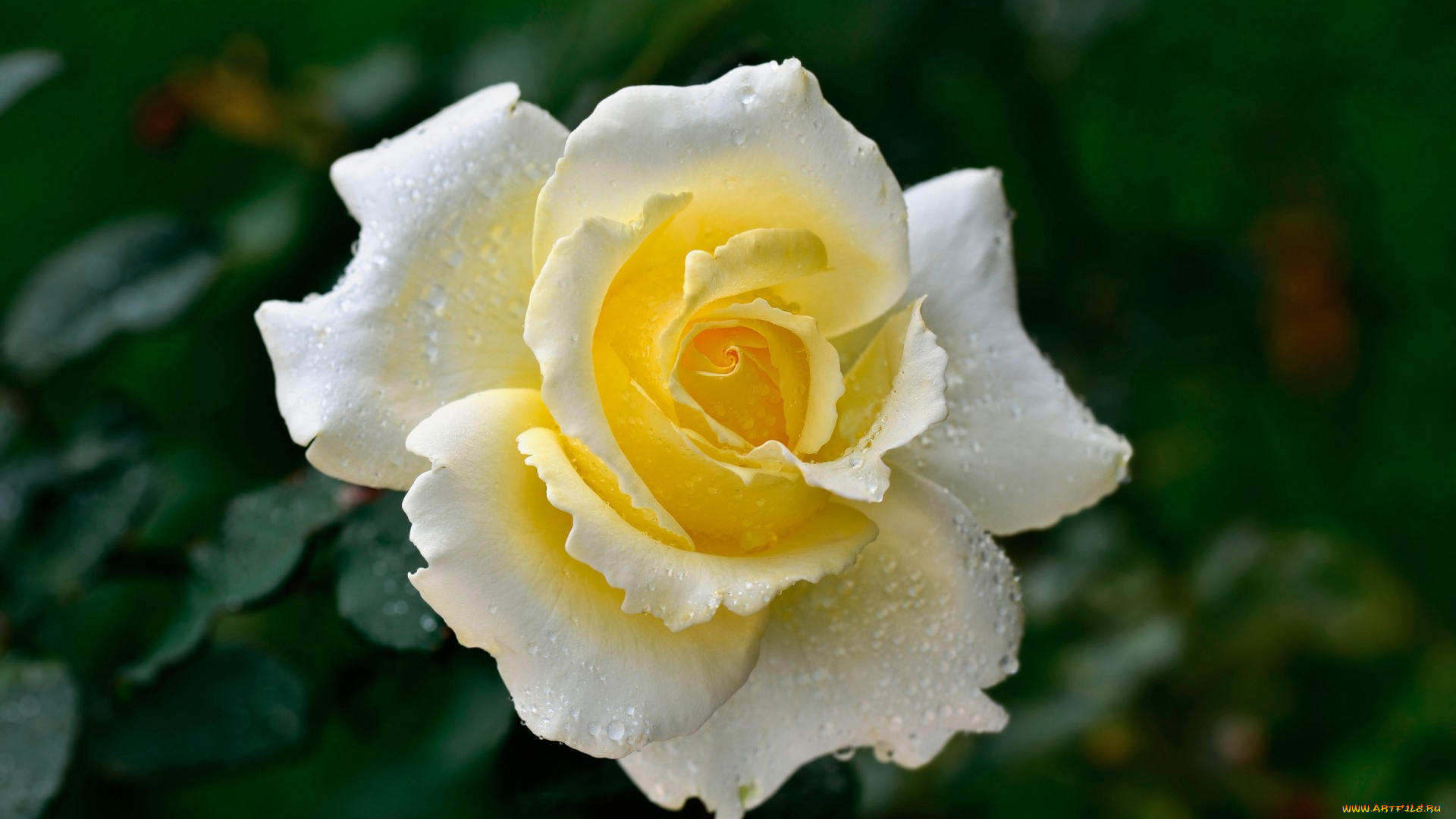 цветы, розы, лепестки, цветок, роза, капли, роса