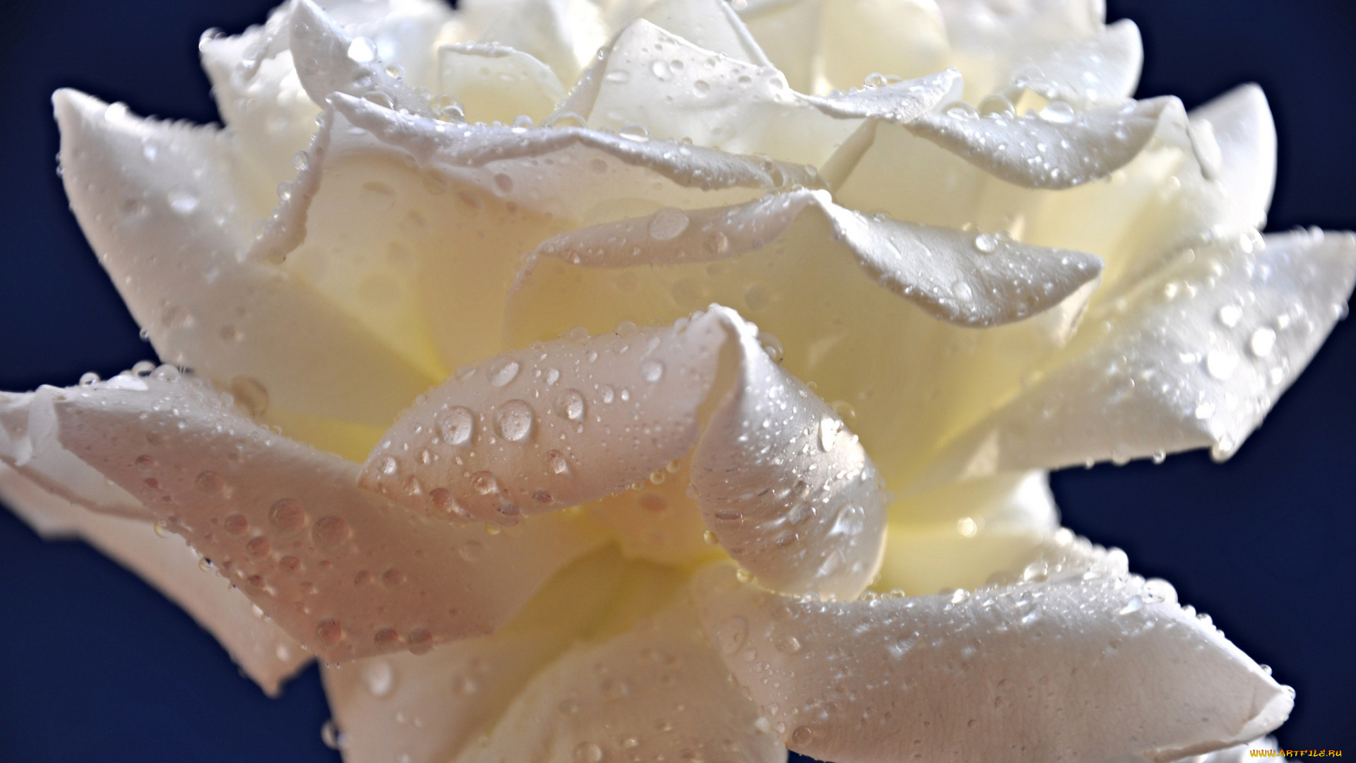 цветы, розы, роса, цветок, лепестки, капли, роза