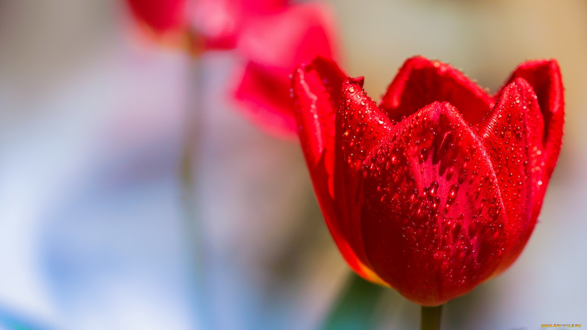 цветы, тюльпаны, тюльпан, цветок, фон