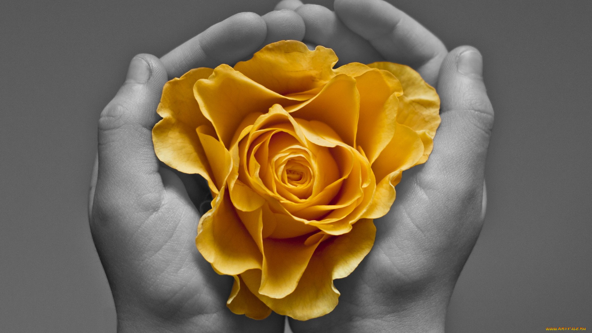 разное, руки, цветок, фон