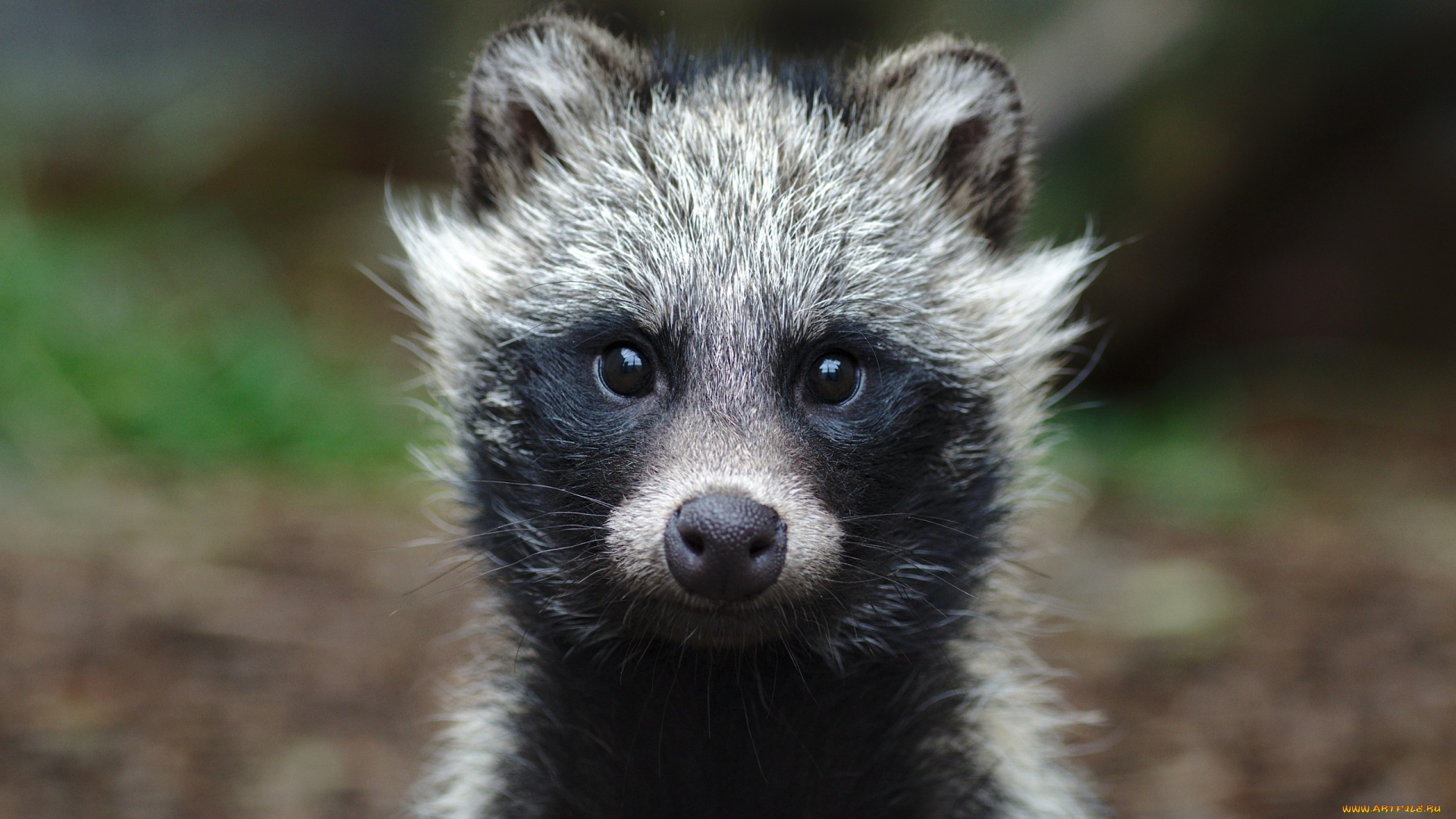животные, еноты, малыш, енот, ушки, взгляд