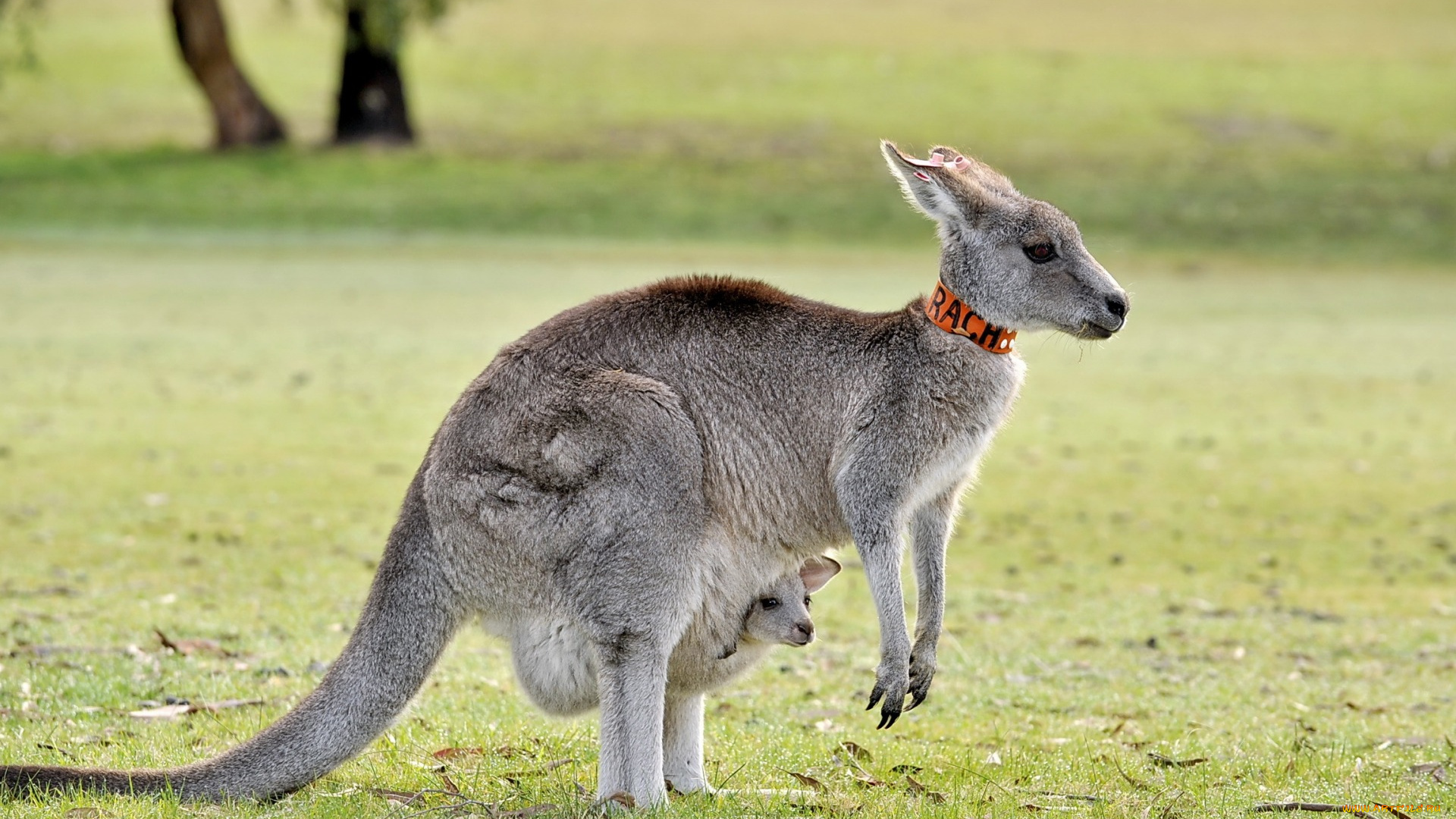 животные, кенгуру, фон, природа