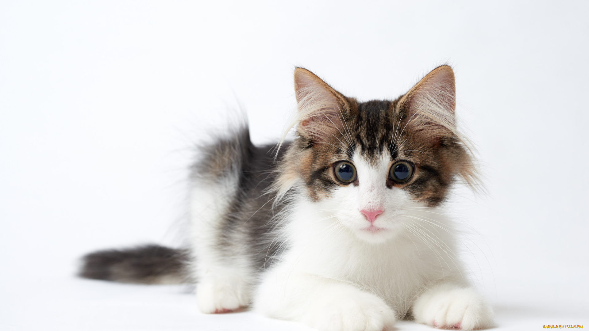 животные, коты, кися