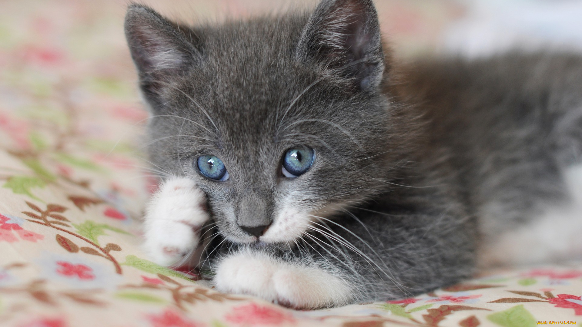 животные, коты, лапки, котенок, глазки