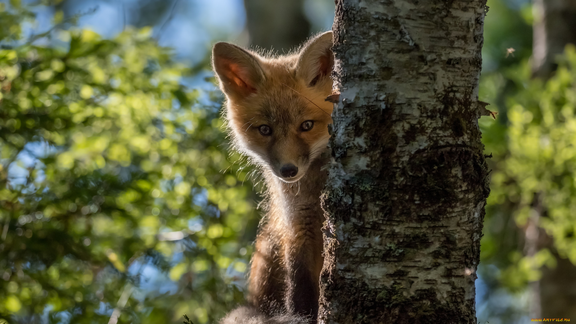 животные, лисы, лисенок