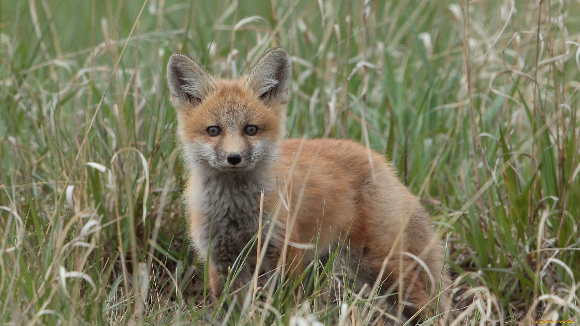 животные, лисы, лисичка