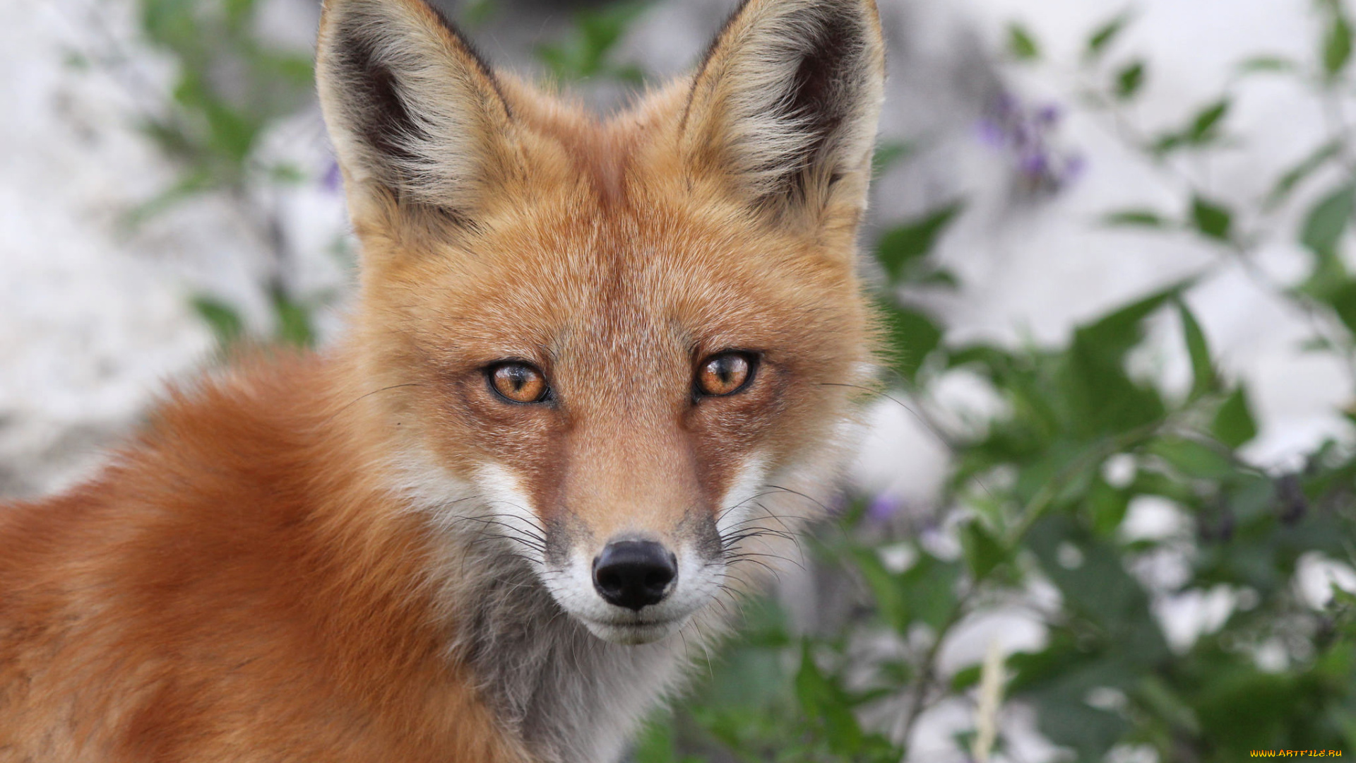 животные, лисы, лисичка