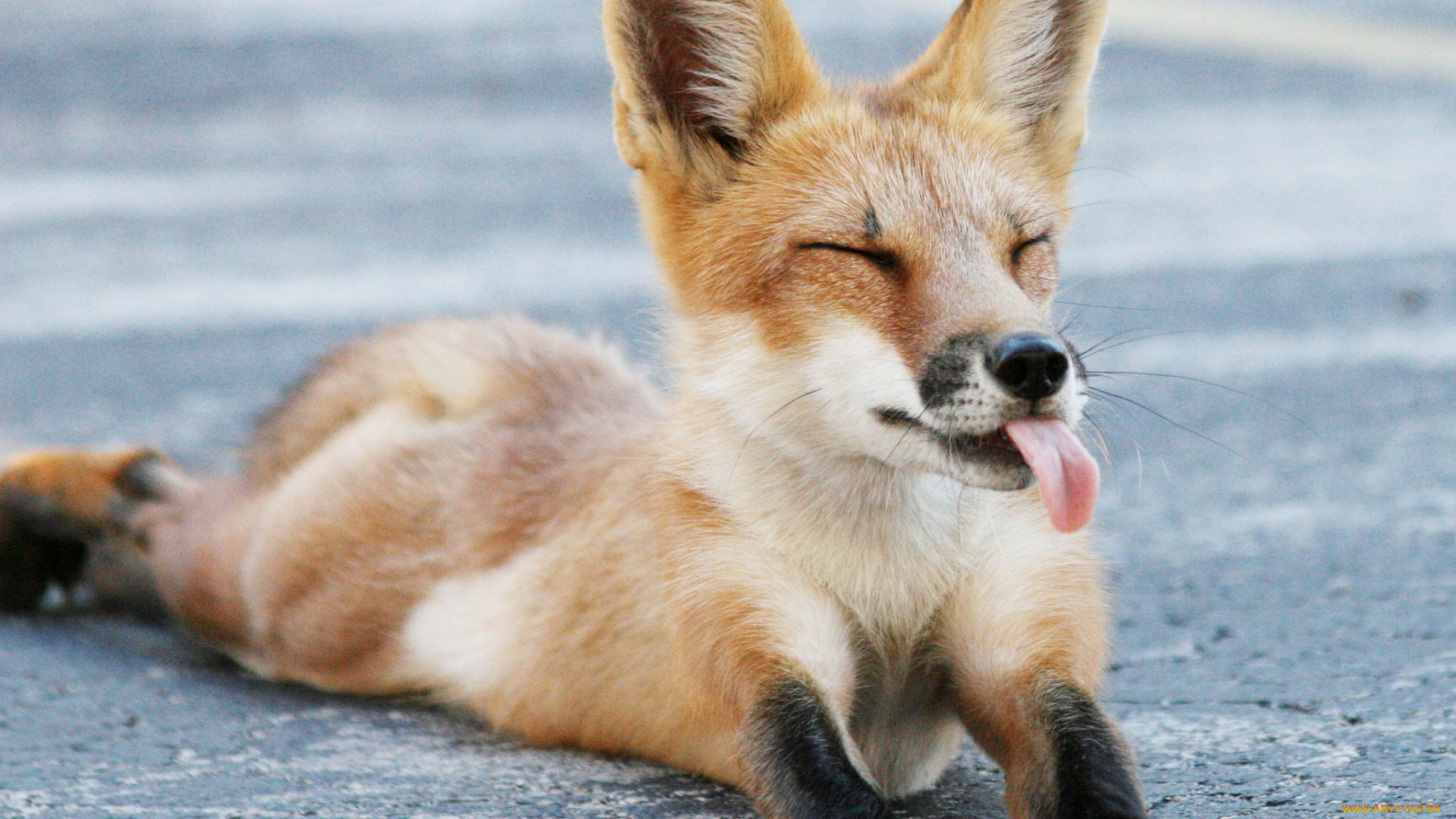 животные, лисы, лисичка