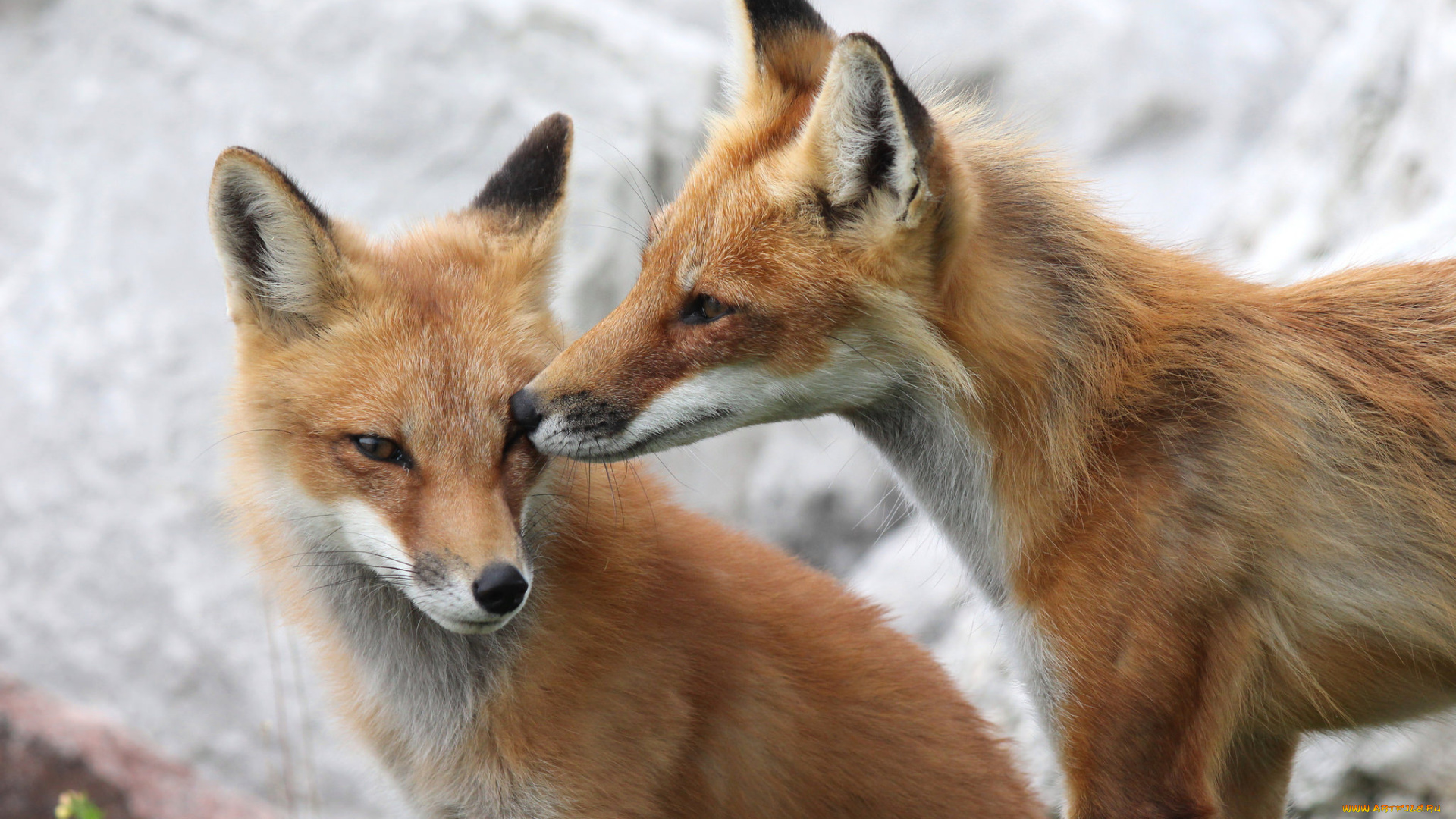 животные, лисы, лисята