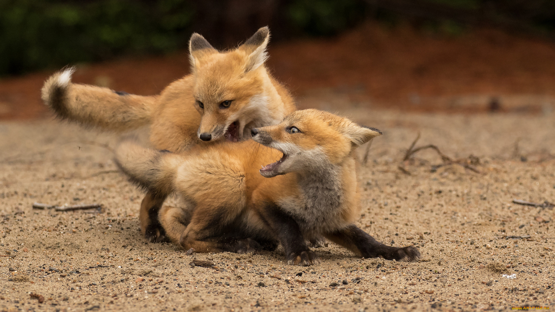 животные, лисы, лисята