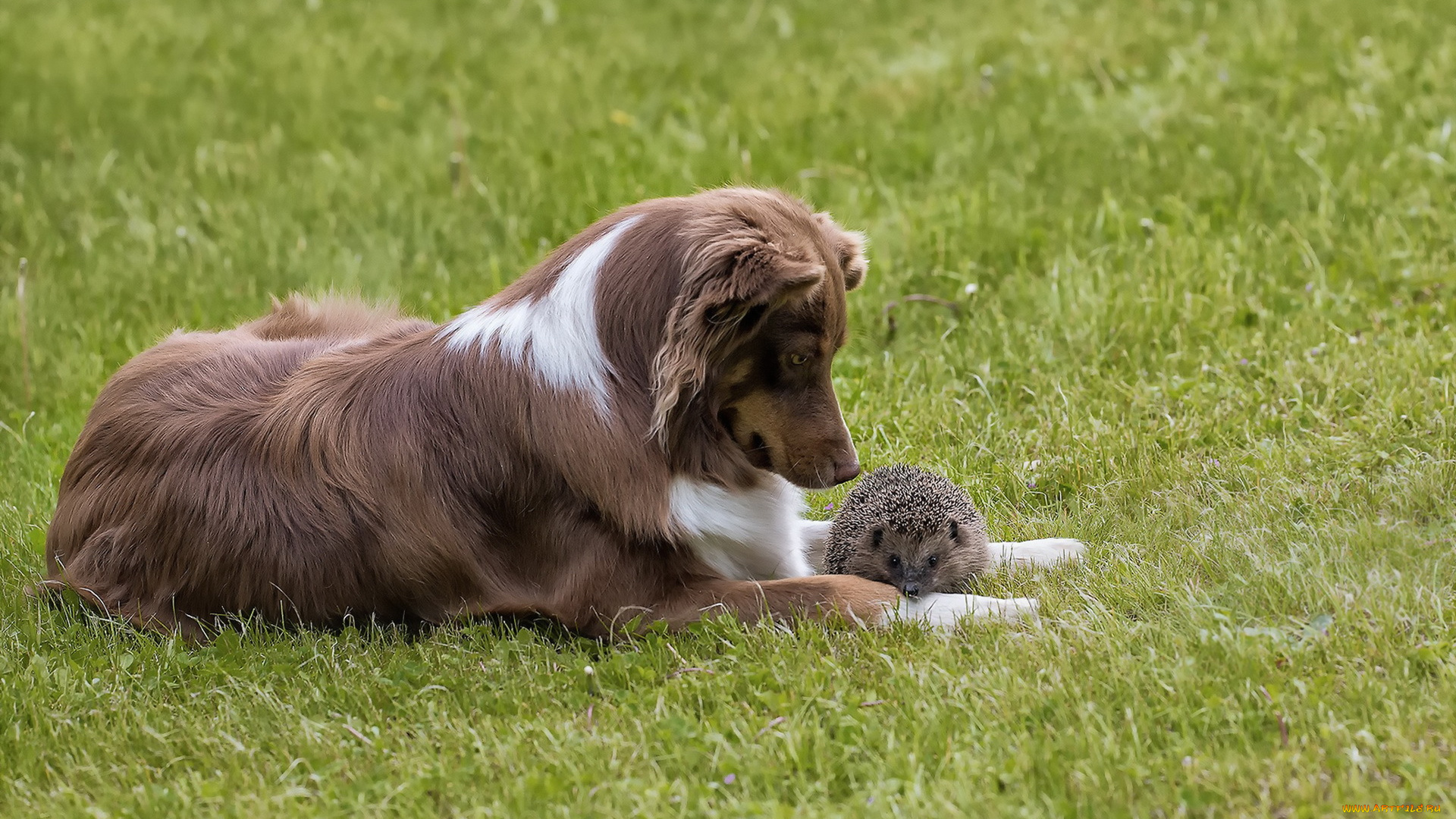 животные, разные, вместе, собака, ёж, природа