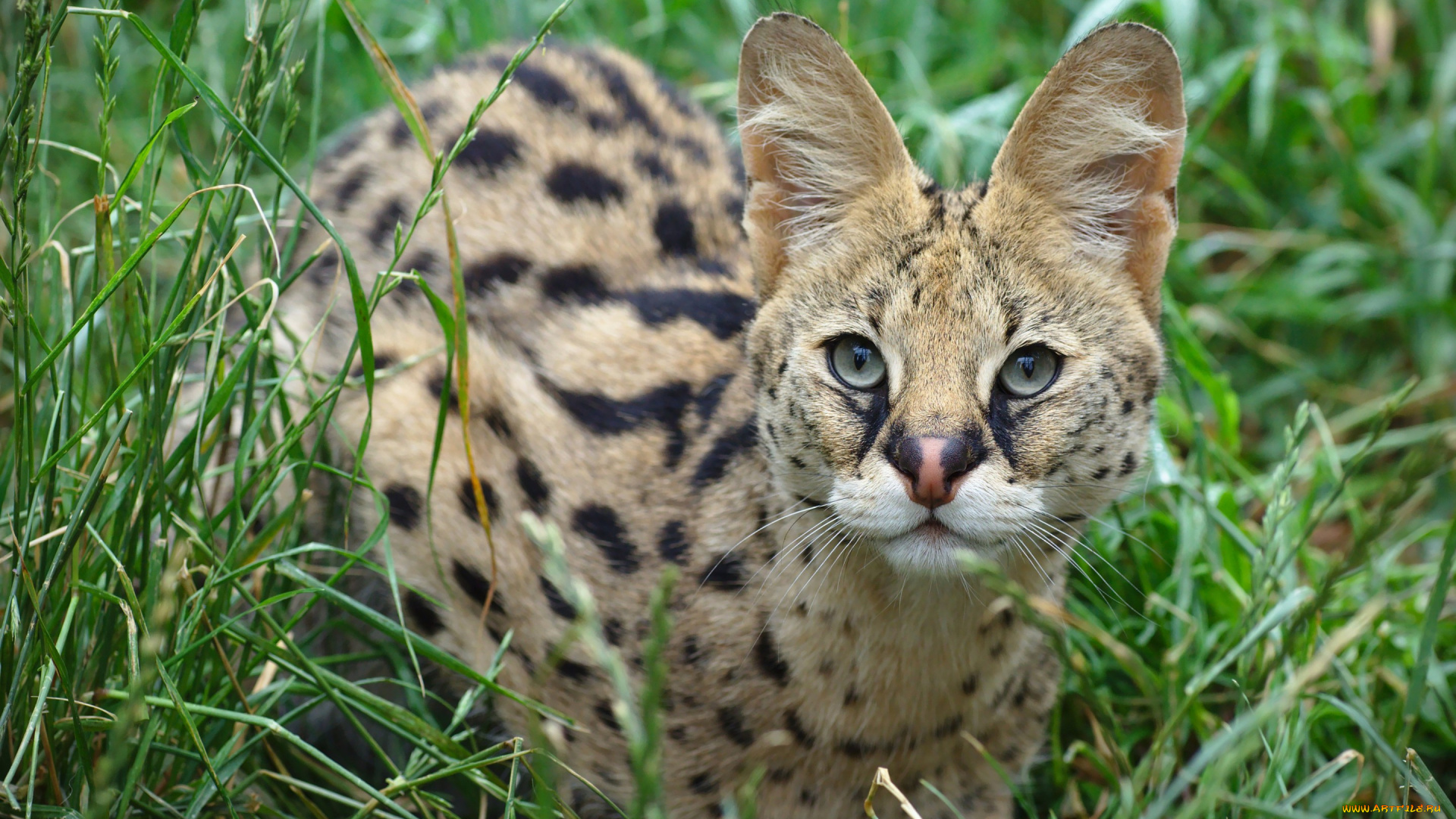 животные, сервалы, взгляд, уши, дикая, кошка, сервал