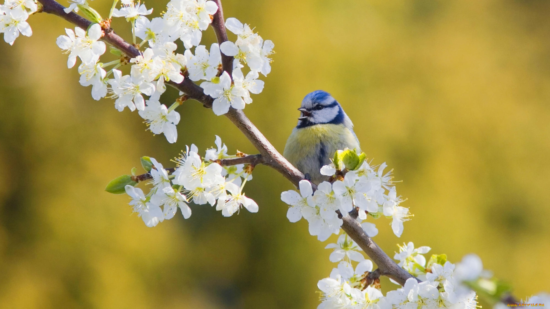 животные, синицы, , лазоревки, синица, вишня, цветение, весна, ветка