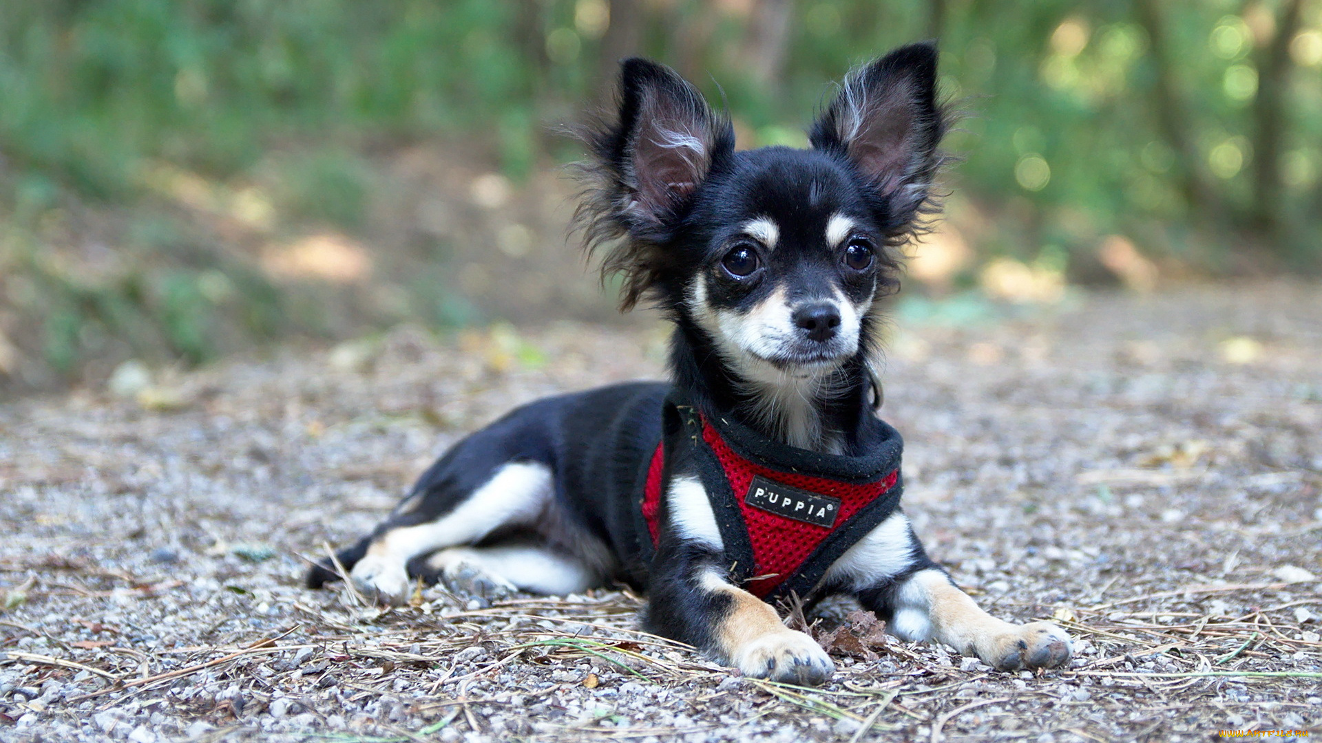 животные, собаки, собака, взгляд, друг