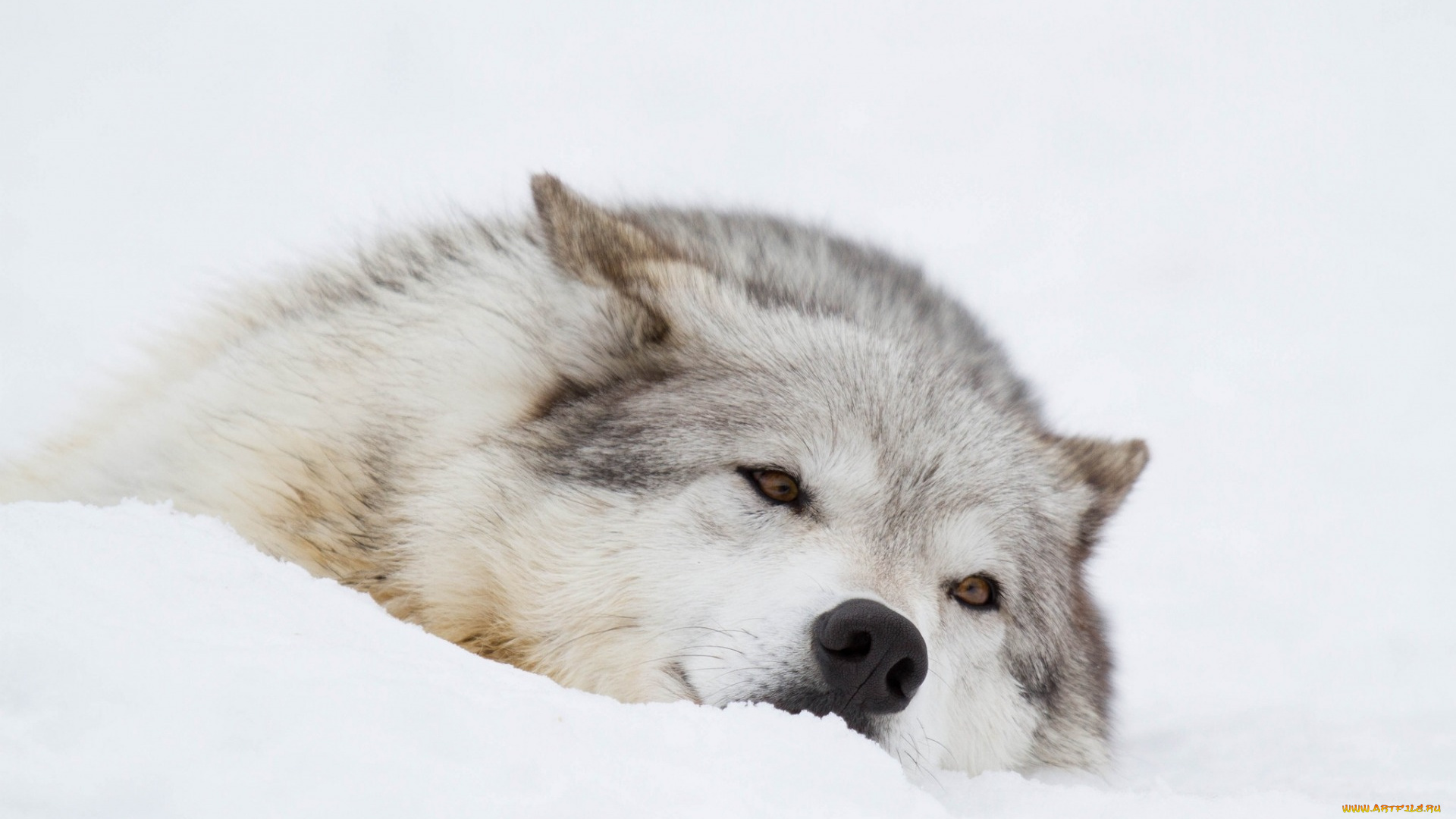 животные, волки, , койоты, , шакалы, снег, зима, отдых, морда, волк