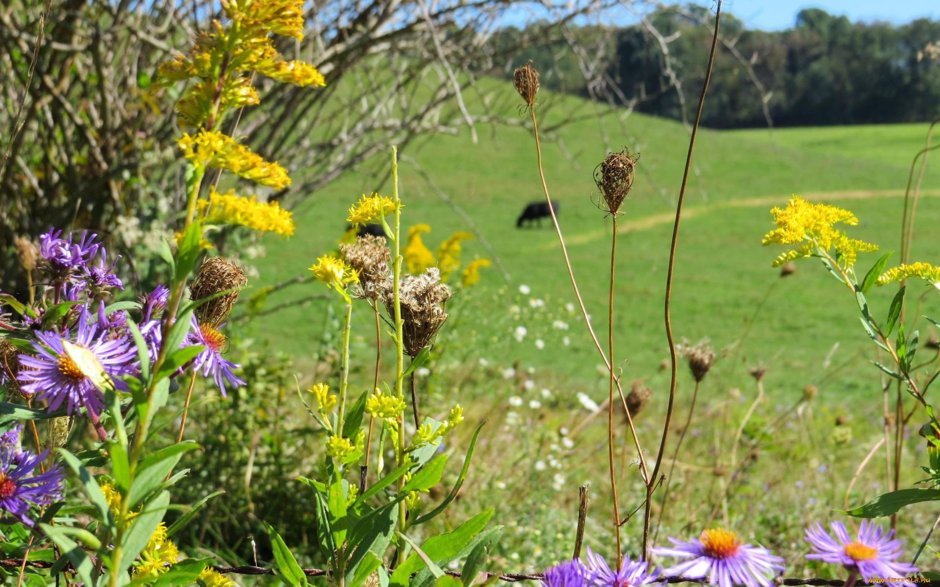 цветы, луговые, , полевые, , цветы, травы, роща, тропинка, луг, куст