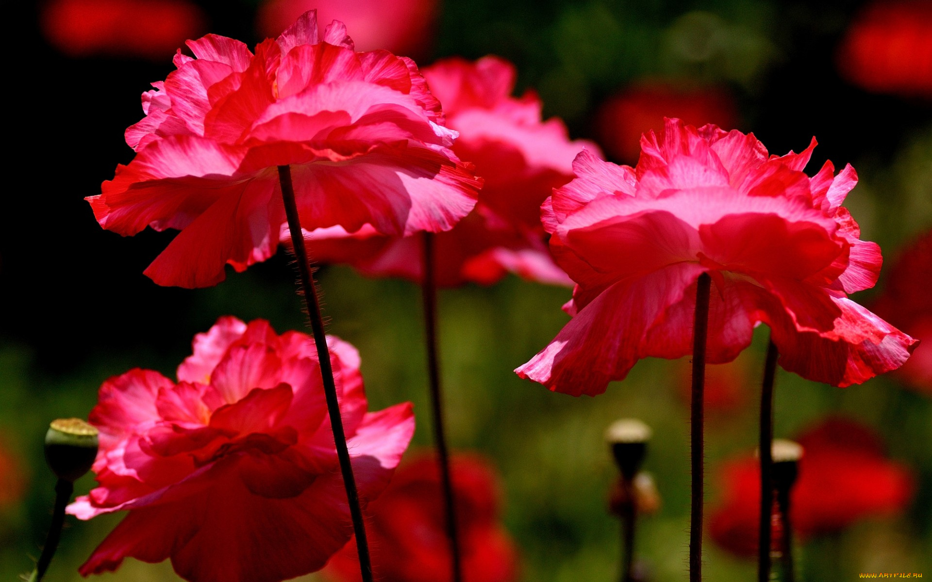 цветы, маки, краски, макро, лепестки