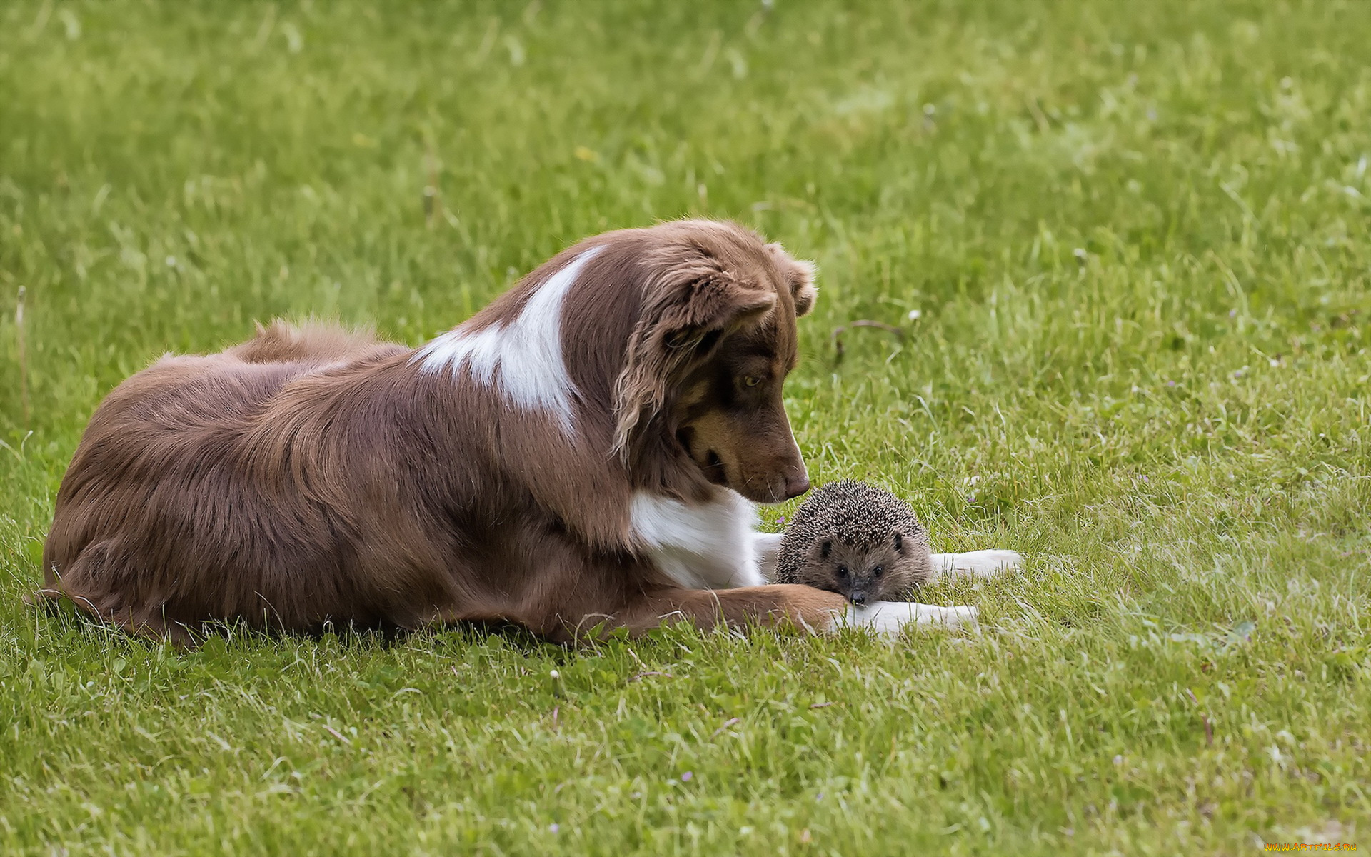 животные, разные, вместе, собака, ёж, природа