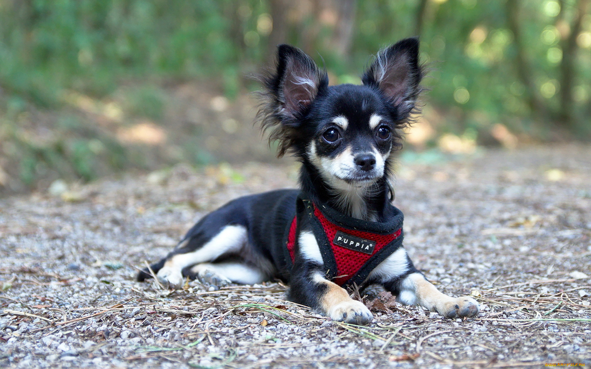 животные, собаки, собака, взгляд, друг