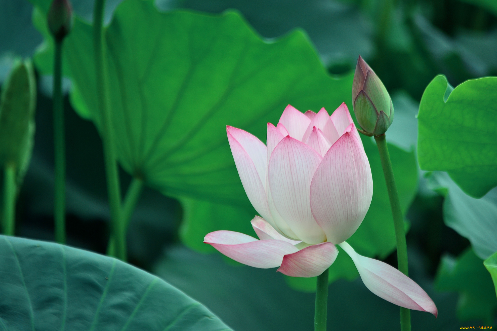 цветы, лотосы, фон, лепестки