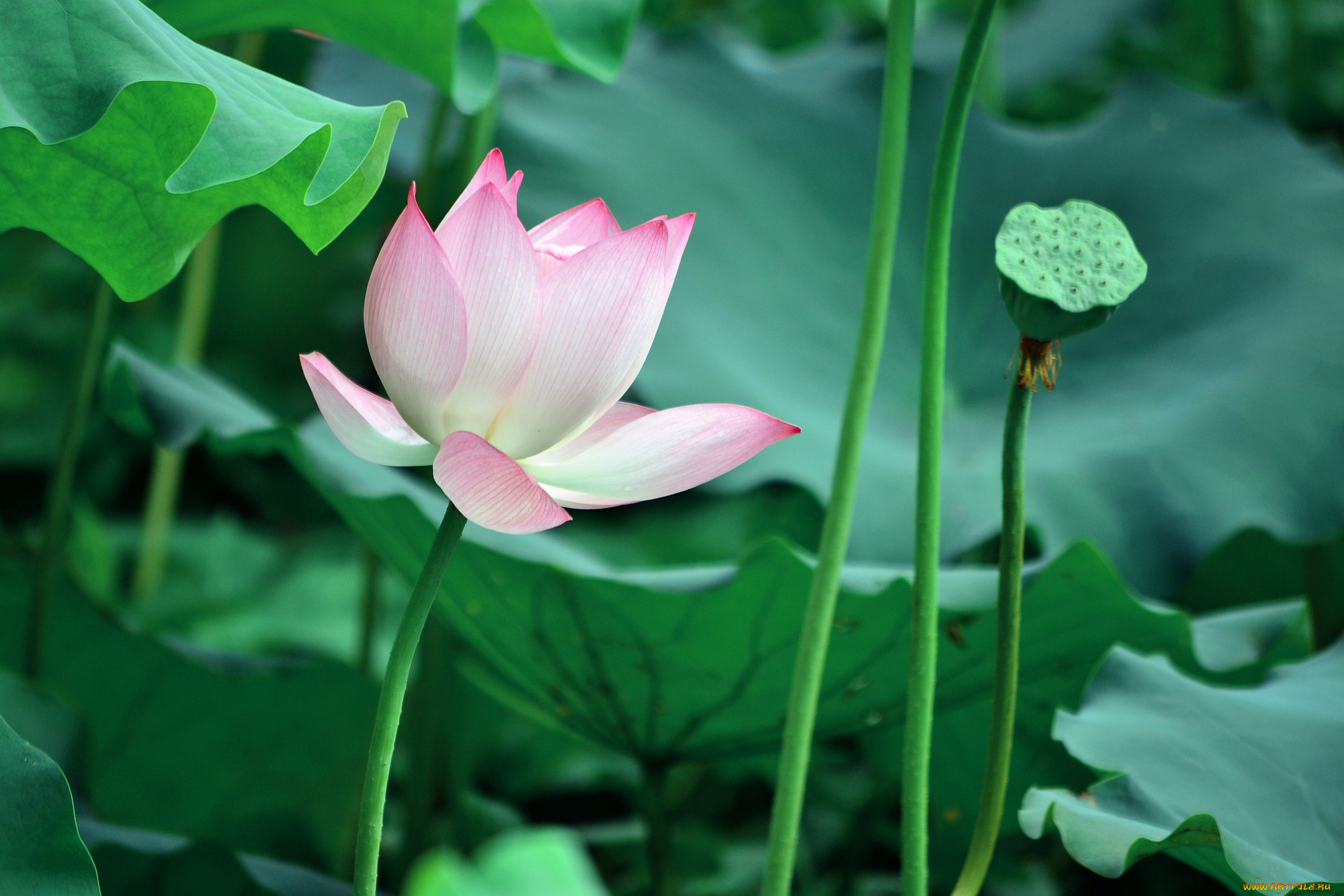 цветы, лотосы, фон, лепестки