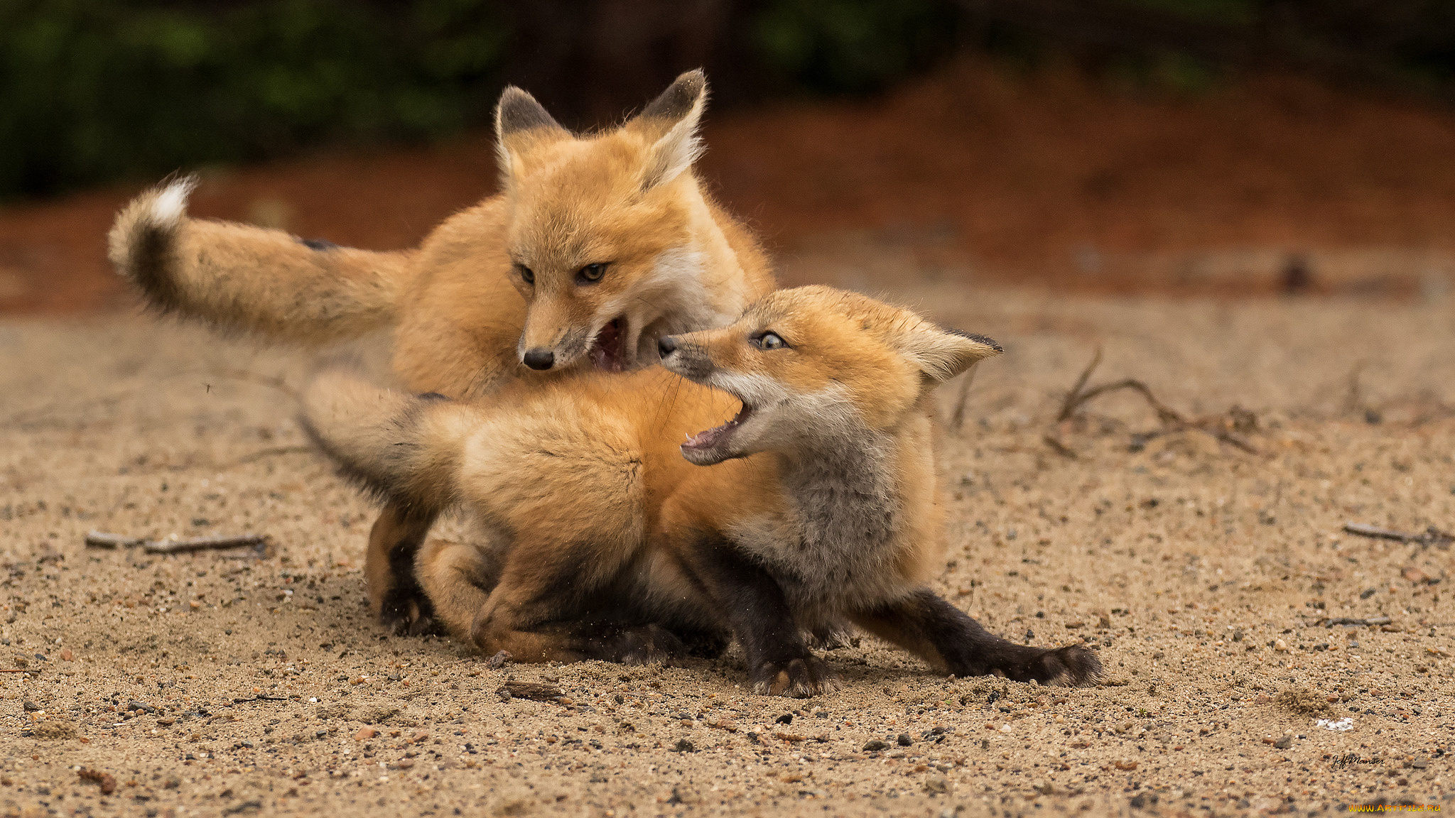 животные, лисы, лисята