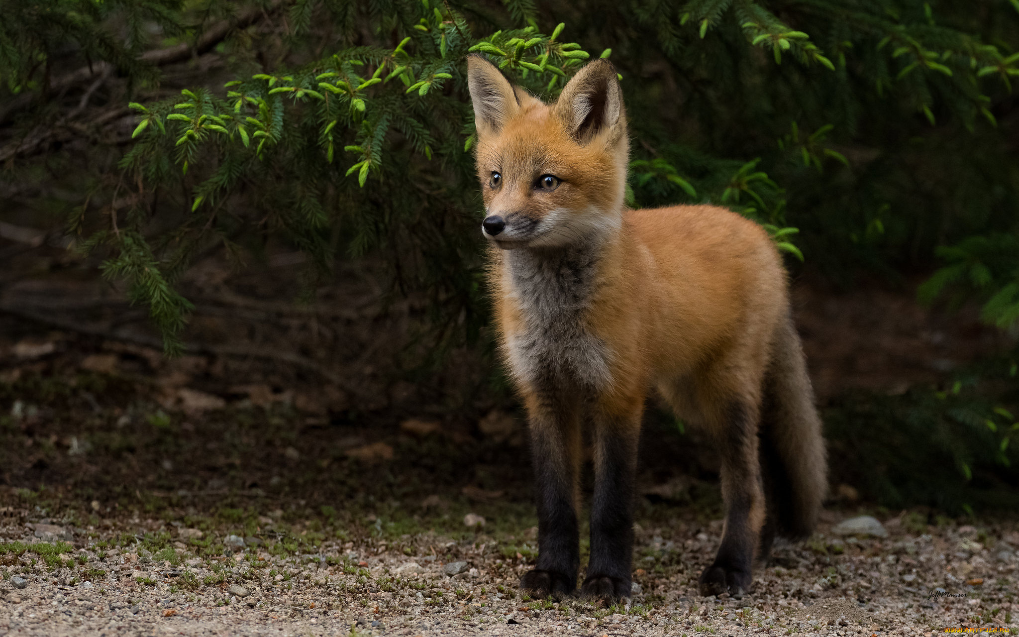 животные, лисы, лисенок