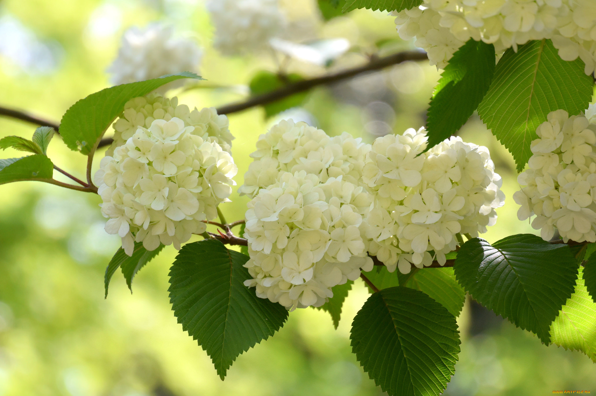 цветы, калина, , бульдонеж, куст, шары, макро, калина, листья