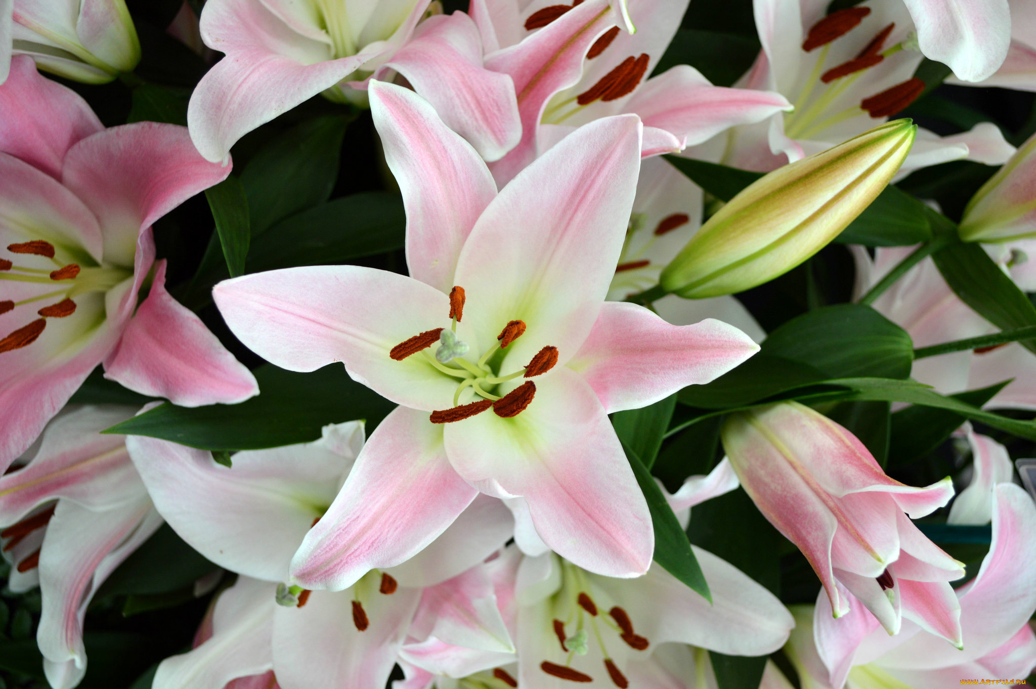 цветы, лилии, , лилейники, бутоны, букет, нежность, розовый