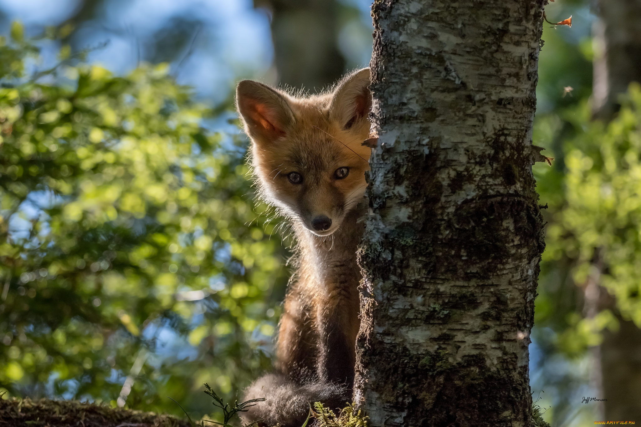 животные, лисы, лисенок