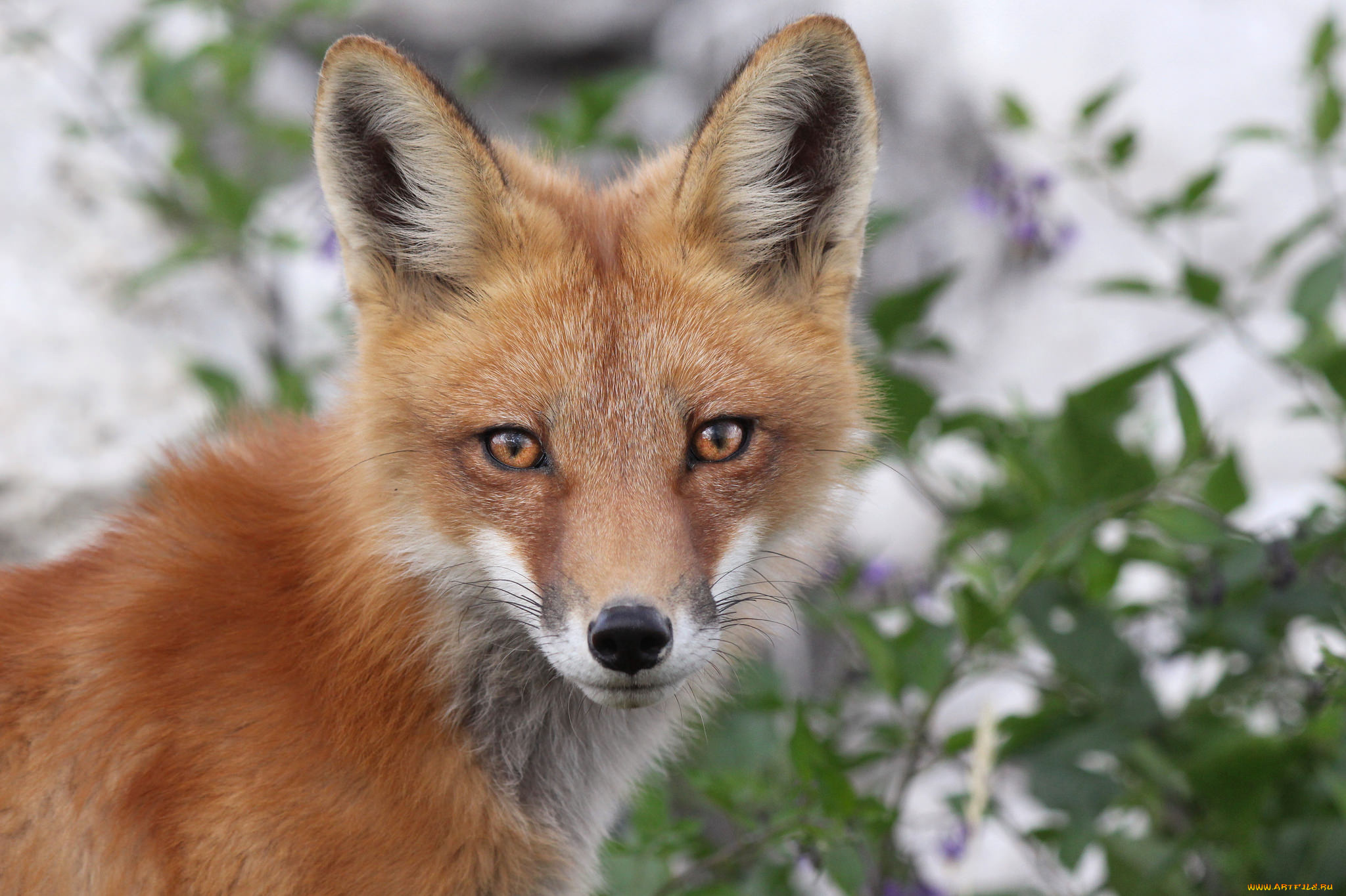 животные, лисы, лисичка